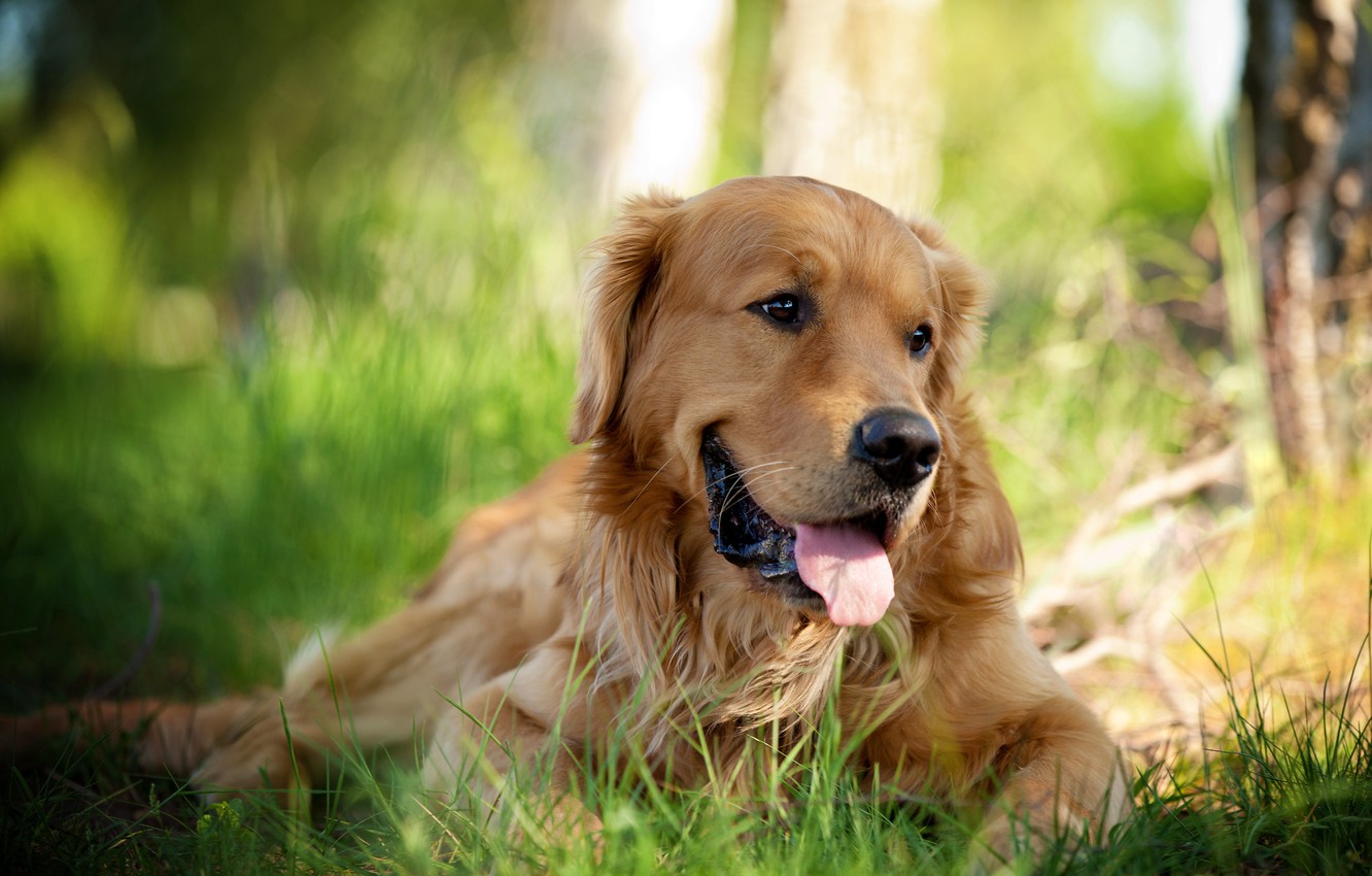 Wallpaper summer, background, dog image for desktop, section собаки