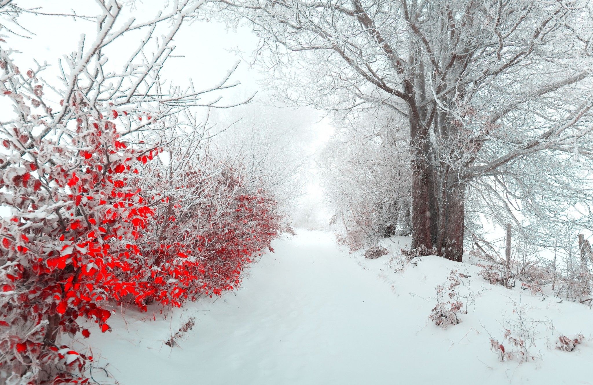 Red Winter Wallpaper