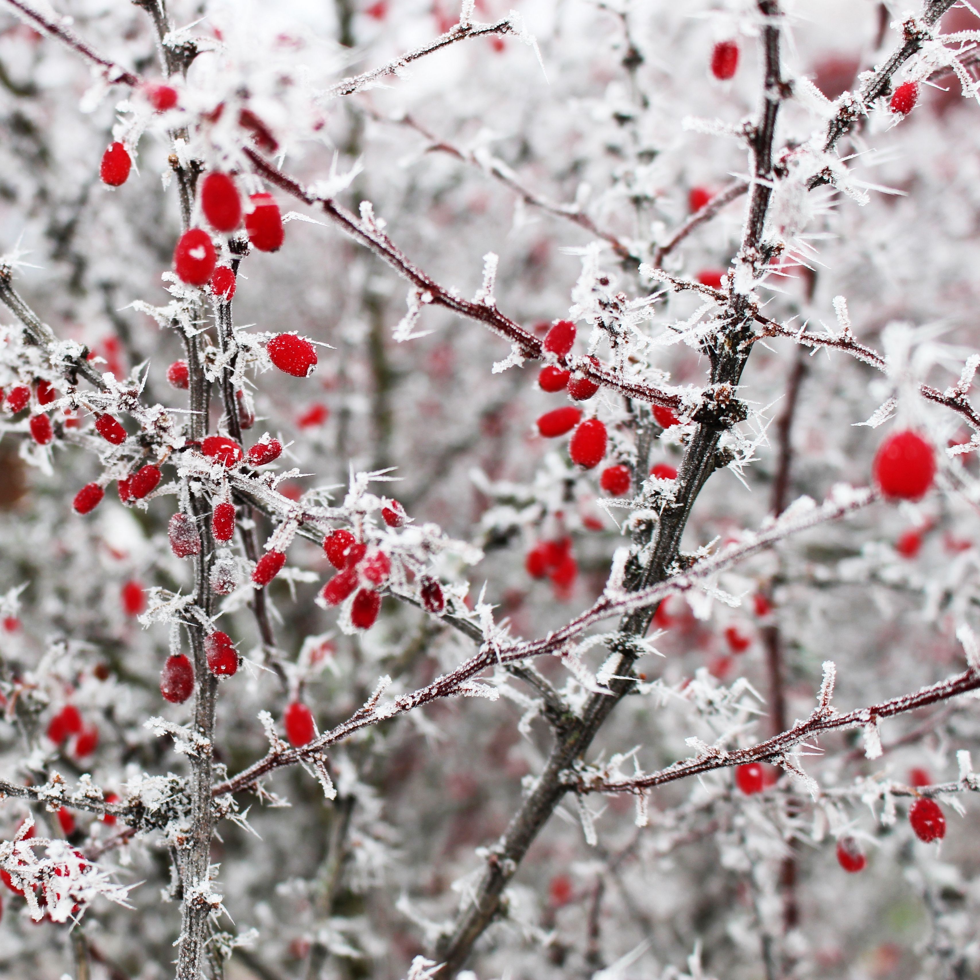 Winter Berries Wallpaper