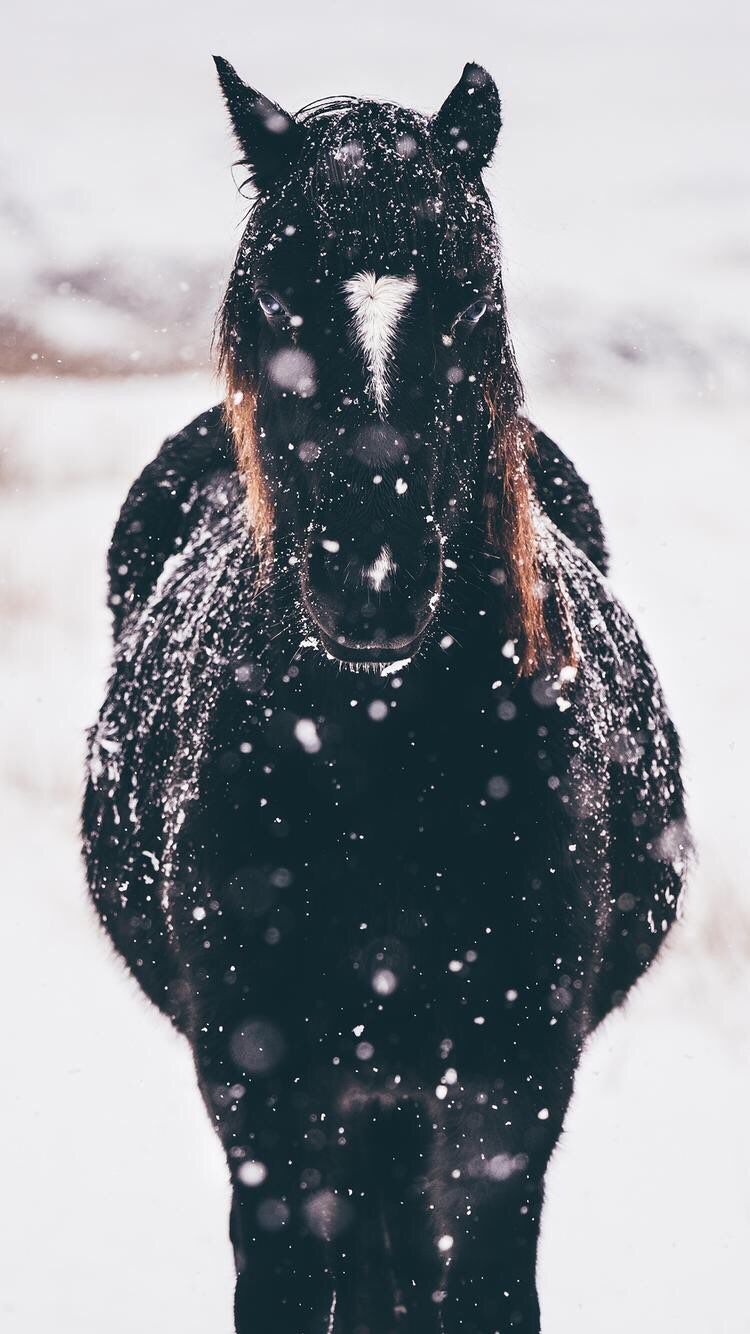iPhone and Android Wallpaper: Horse in the Snow Wallpaper for iPhone and Android. Лошадиные породы, Красивые лошади, Веселые животные