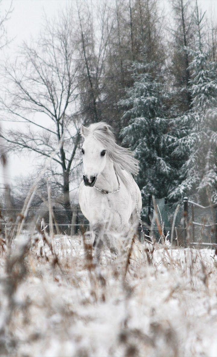 Winter Horse iPhone Wallpapers - Wallpaper Cave