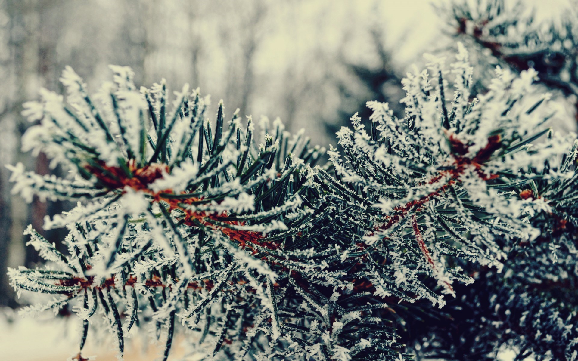 Snow On Tree Branches Background Image and Wallpaper