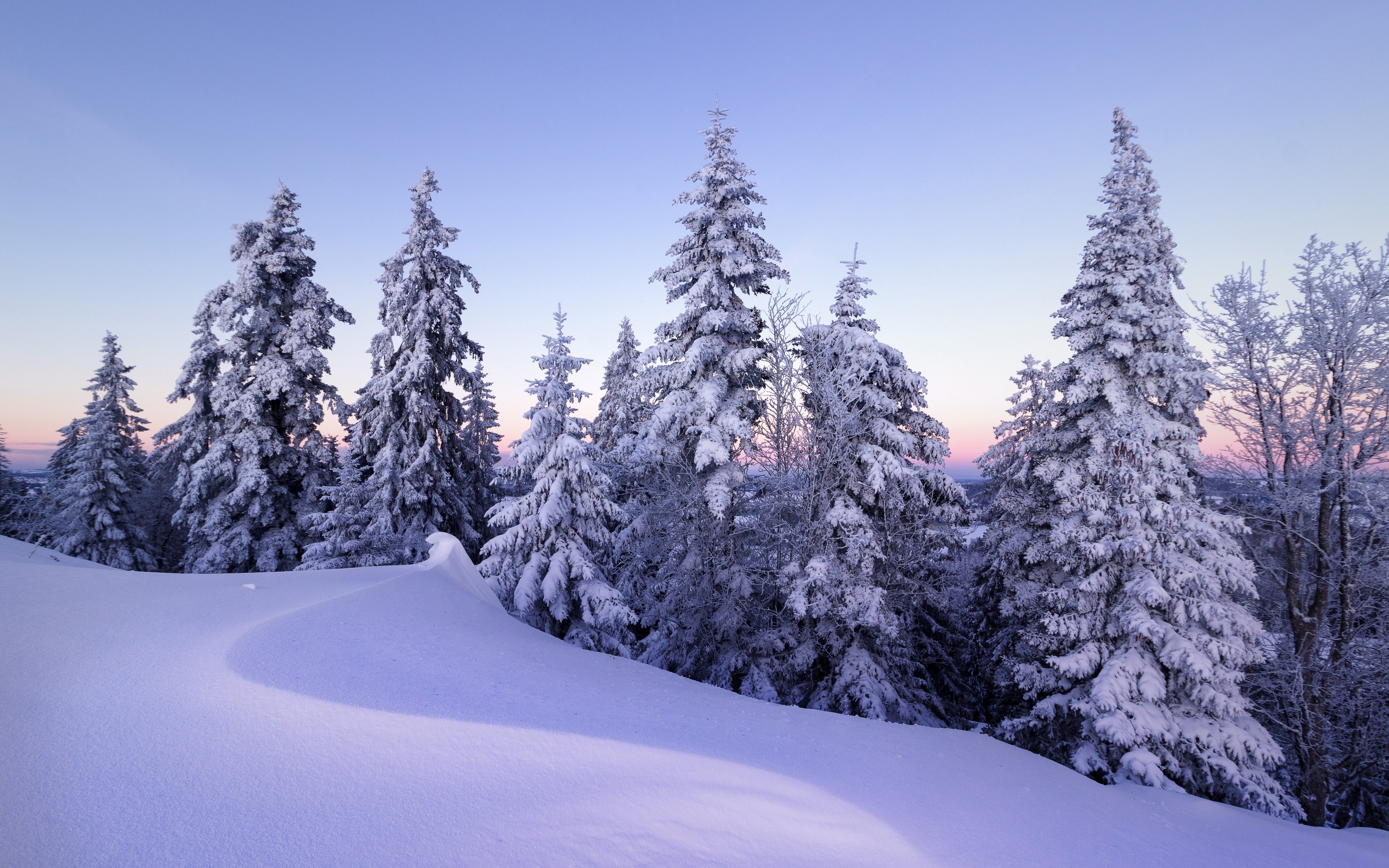 Winter Wallpaper 4K, Snow, Pine trees, Nature