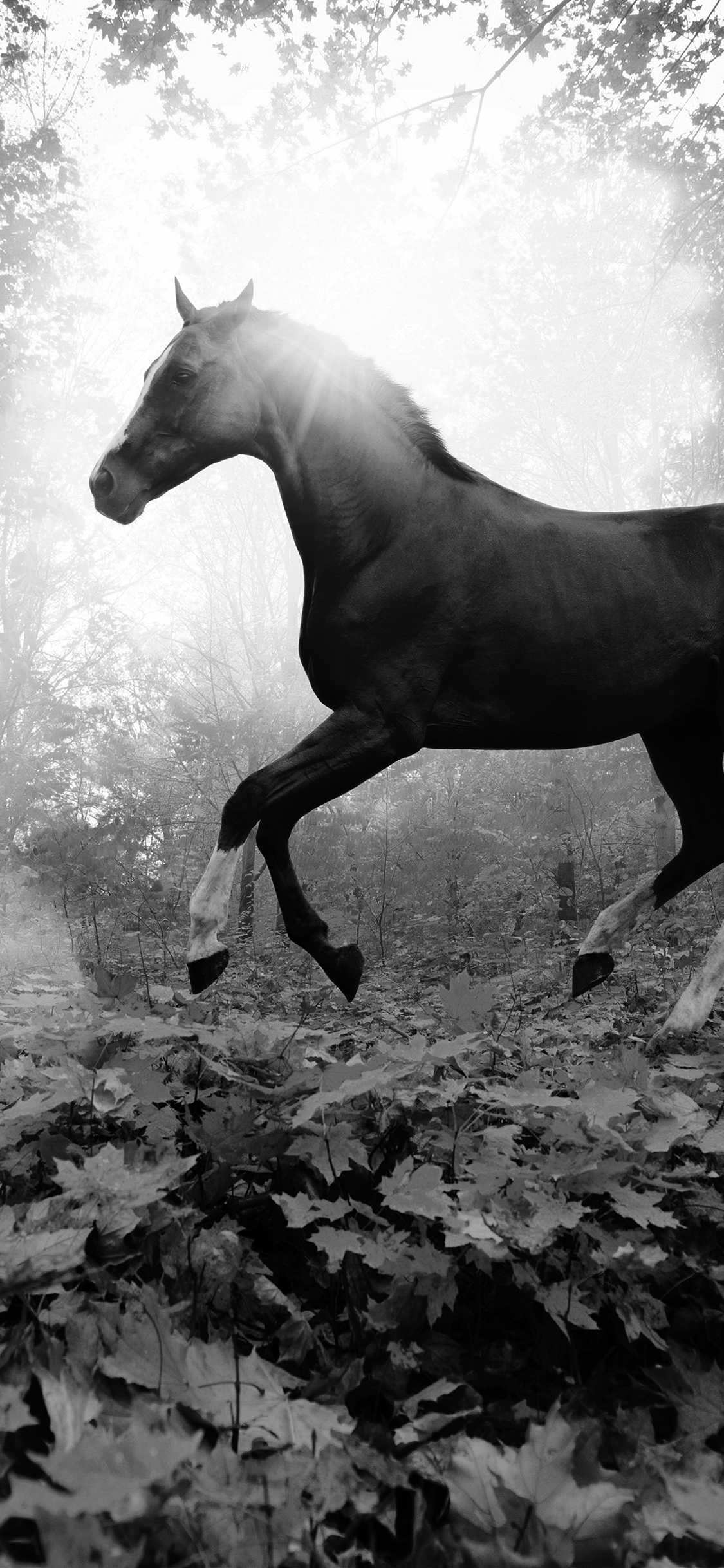 iPhone X wallpaper. horse art animal fall leaf mountain flare dark bw