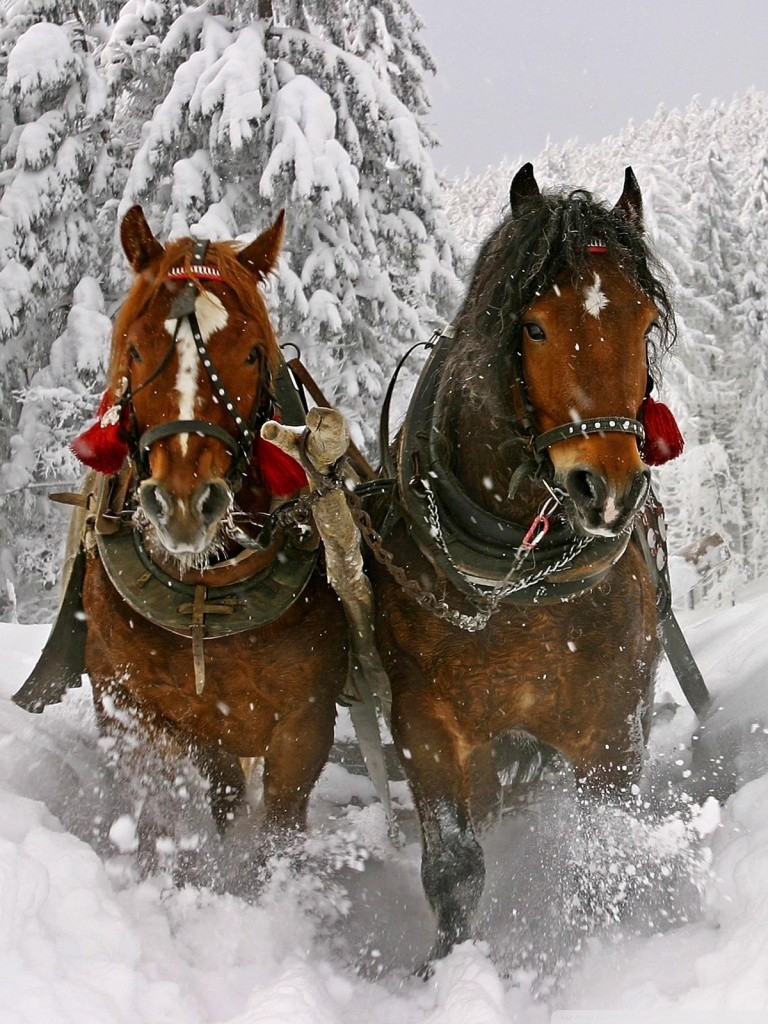 Horse Drawn Carriage In Snow Ultra HD Desktop Background Wallpaper for 4K UHD TV, Tablet
