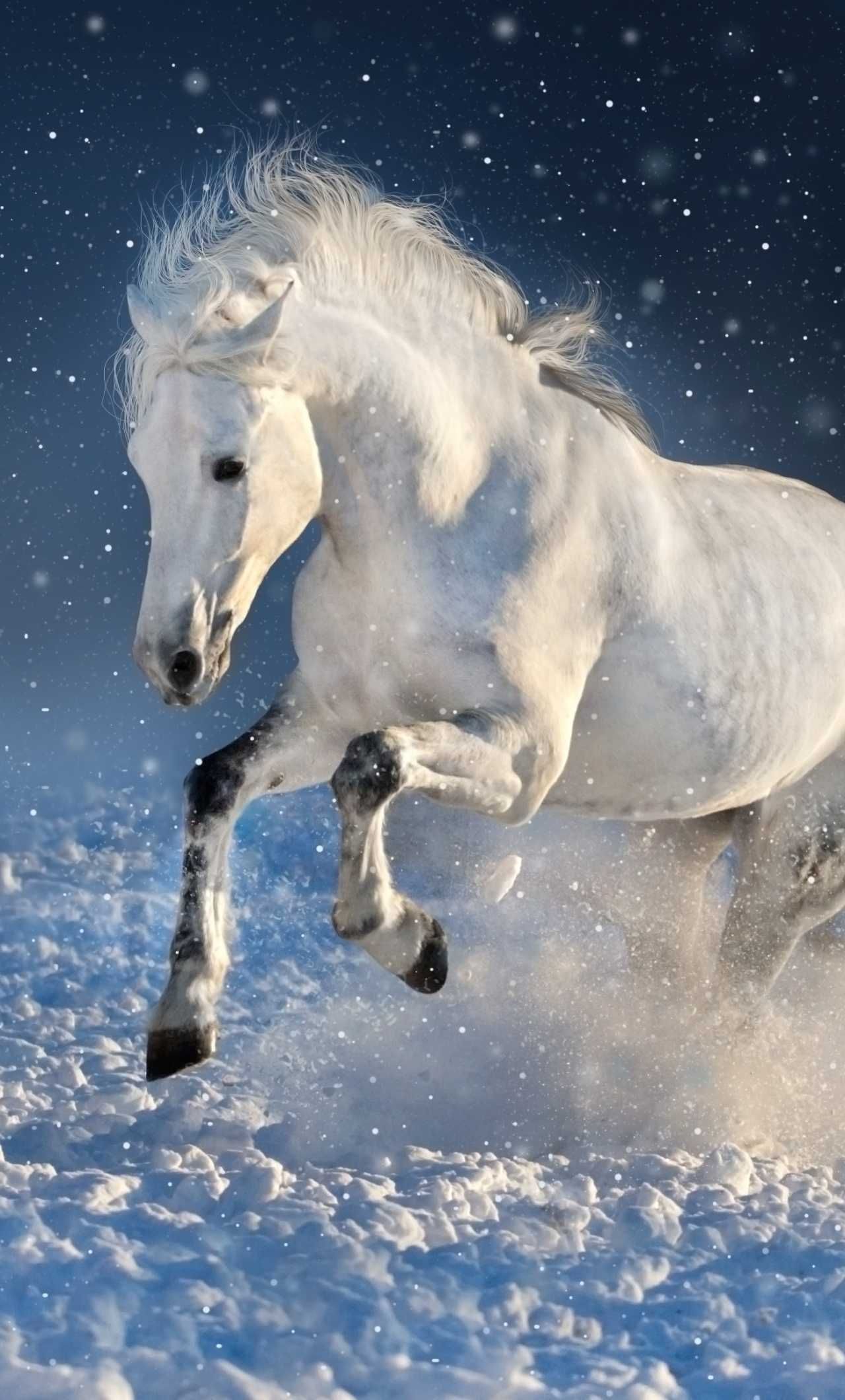 Horse Wallpaper Explore more Animal, Claws, Domesticated, Equidae, Hoofed wallpaper. /horse-. Horse wallpaper, Animal wallpaper, Animals