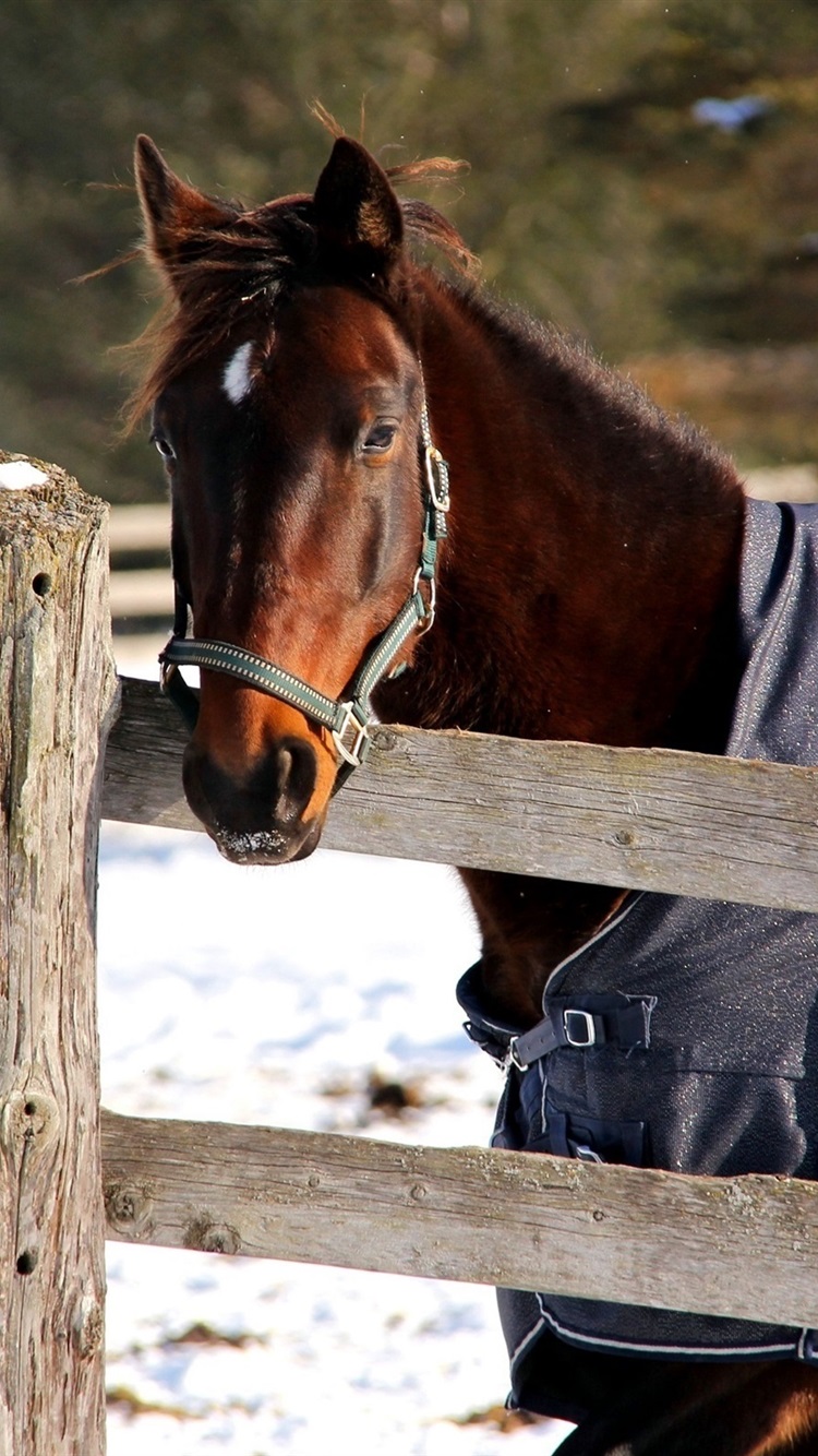 Horse In Winter, Face, Fence, Blanket, Snow 750x1334 IPhone 8 7 6 6S Wallpaper, Background, Picture, Image
