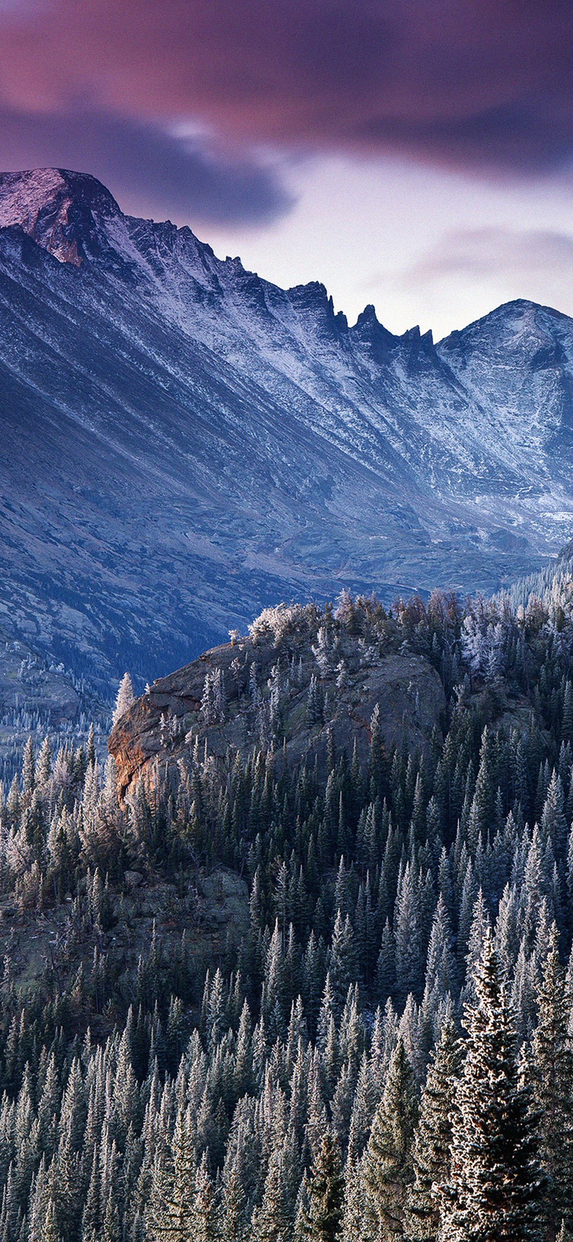 winter mountain woods tree nature cold