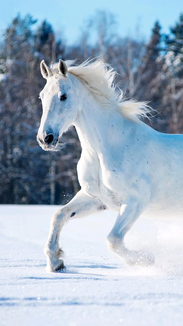 Winter Wonderland. Horse wallpaper, Horses, Food photography background