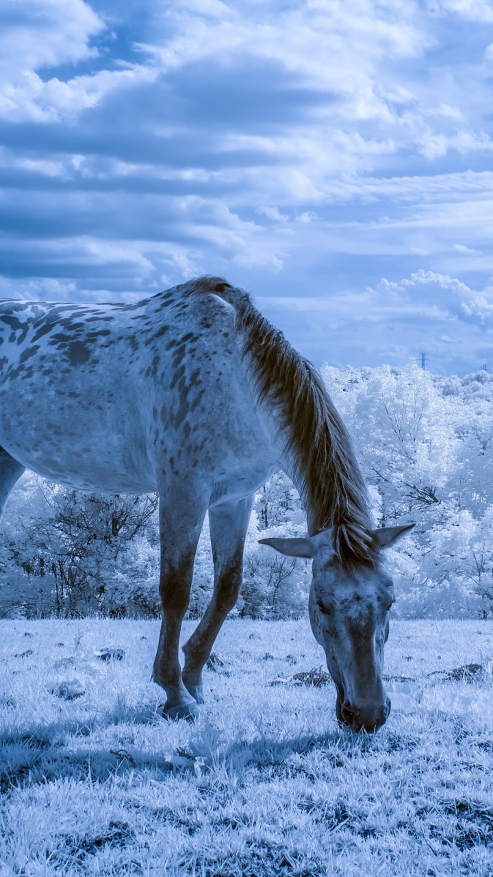 Wallpaper / Animal Horse Phone Wallpaper, Field, Snow, White, 720x1280 free download