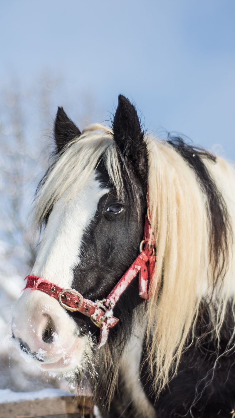 Download Wallpaper 800x1420 Horse, Stallion, Winter Iphone Se 5s 5c 5 For Parallax HD Background