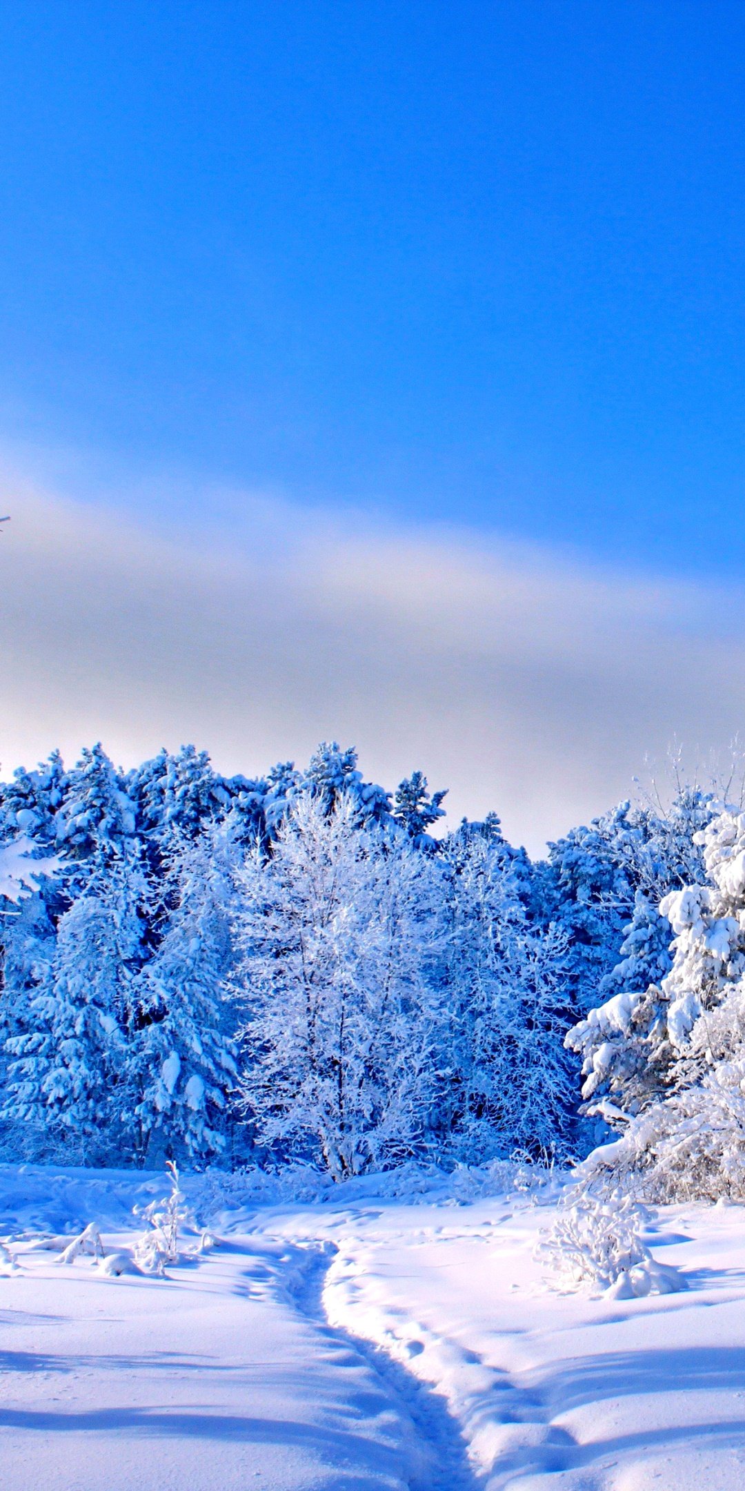 Wallpaper / Earth Winter Phone Wallpaper, Nature, Snow, 1080x2160 free download