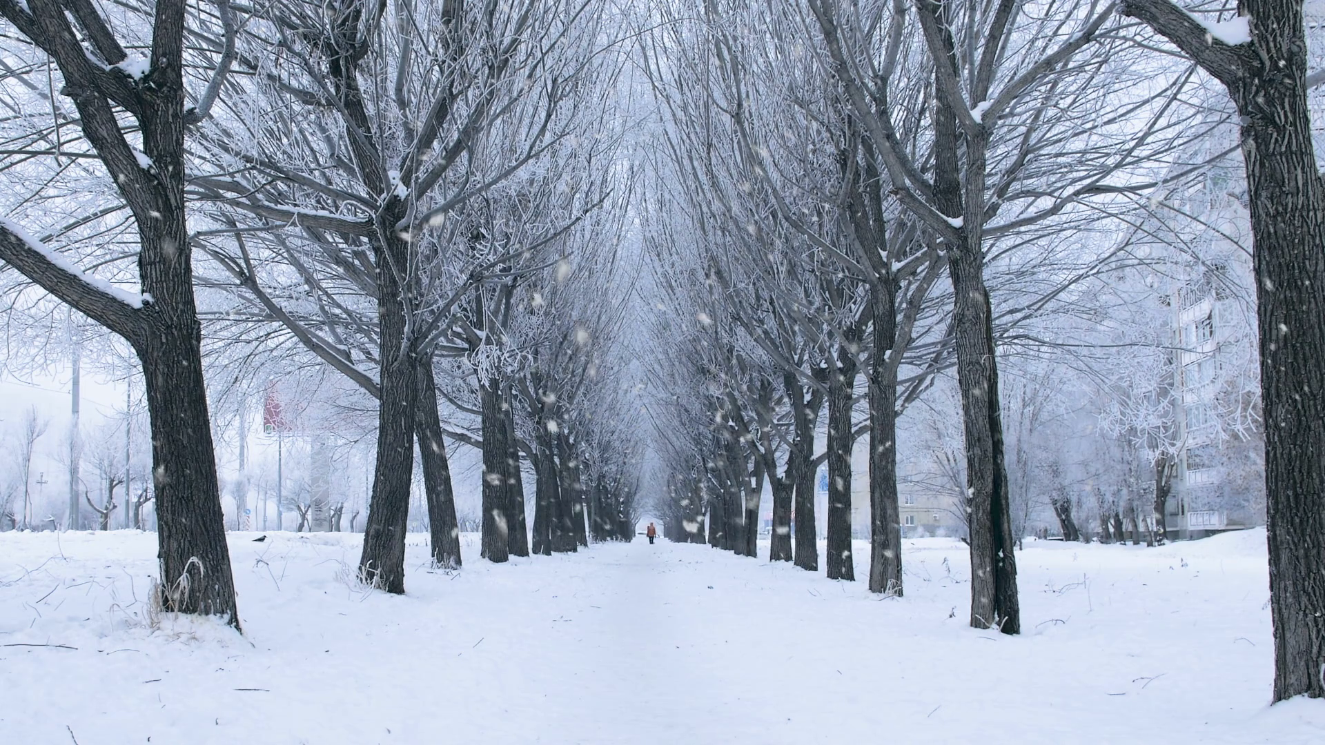 Белый снег истов. Greenwich Park зимой. Самый белый снег истов. Сосновая аллея зимой в снегу и люди на первом плане.