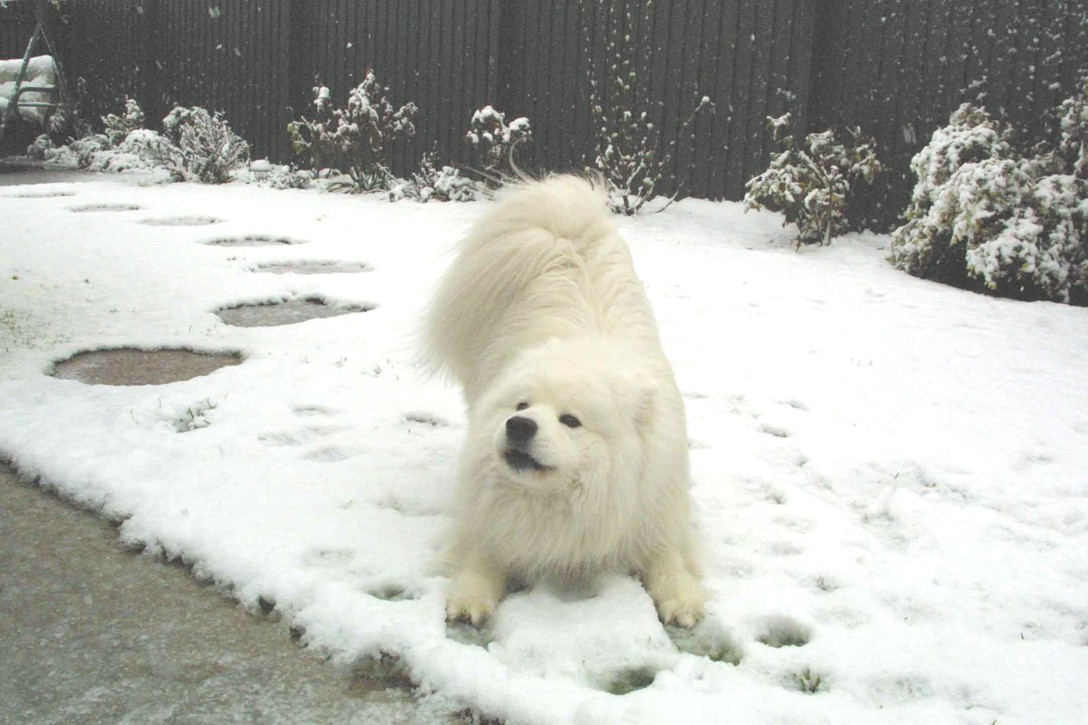 samoyed, Dog, Dogs, Canine Wallpaper HD / Desktop and Mobile Background
