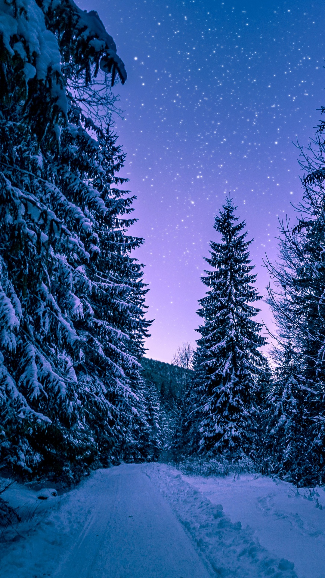 Winter Snowy Pine Trees Forest 4K Wallpaper