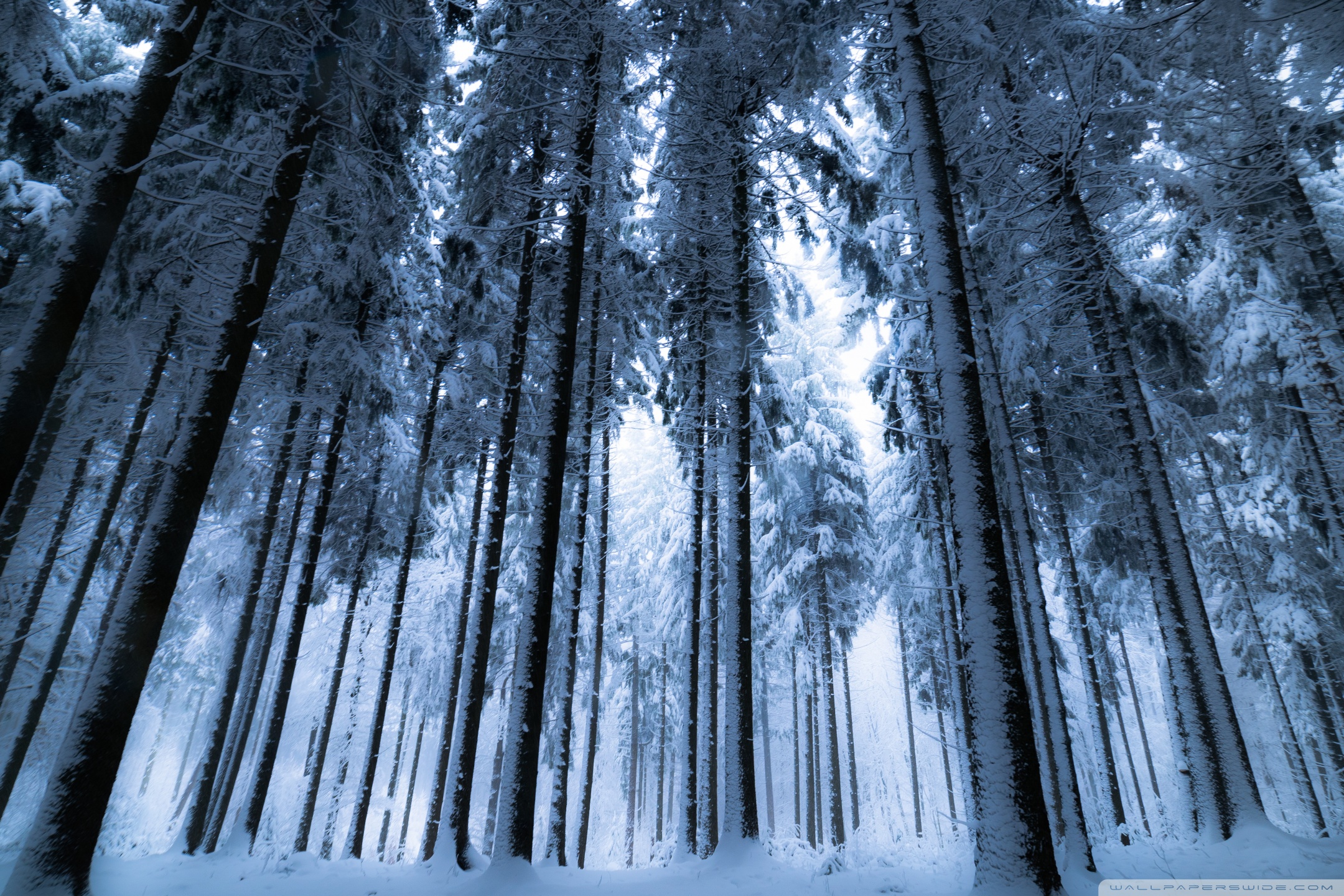 Deep Winter Forest Ultra HD Desktop Background Wallpaper for 4K UHD TV, Widescreen & UltraWide Desktop & Laptop, Tablet