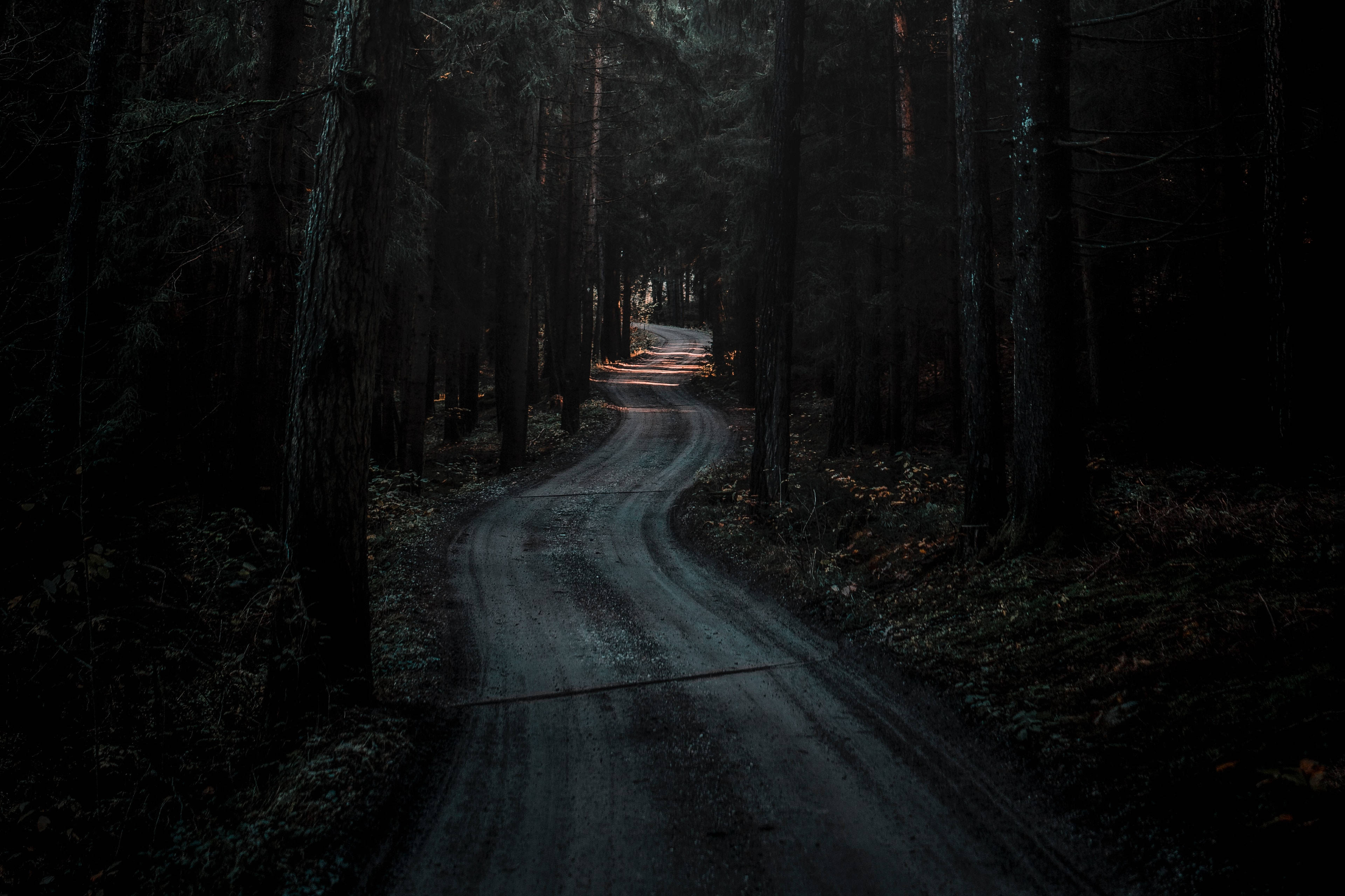 Download Winding Road Dark Forest Wallpaper