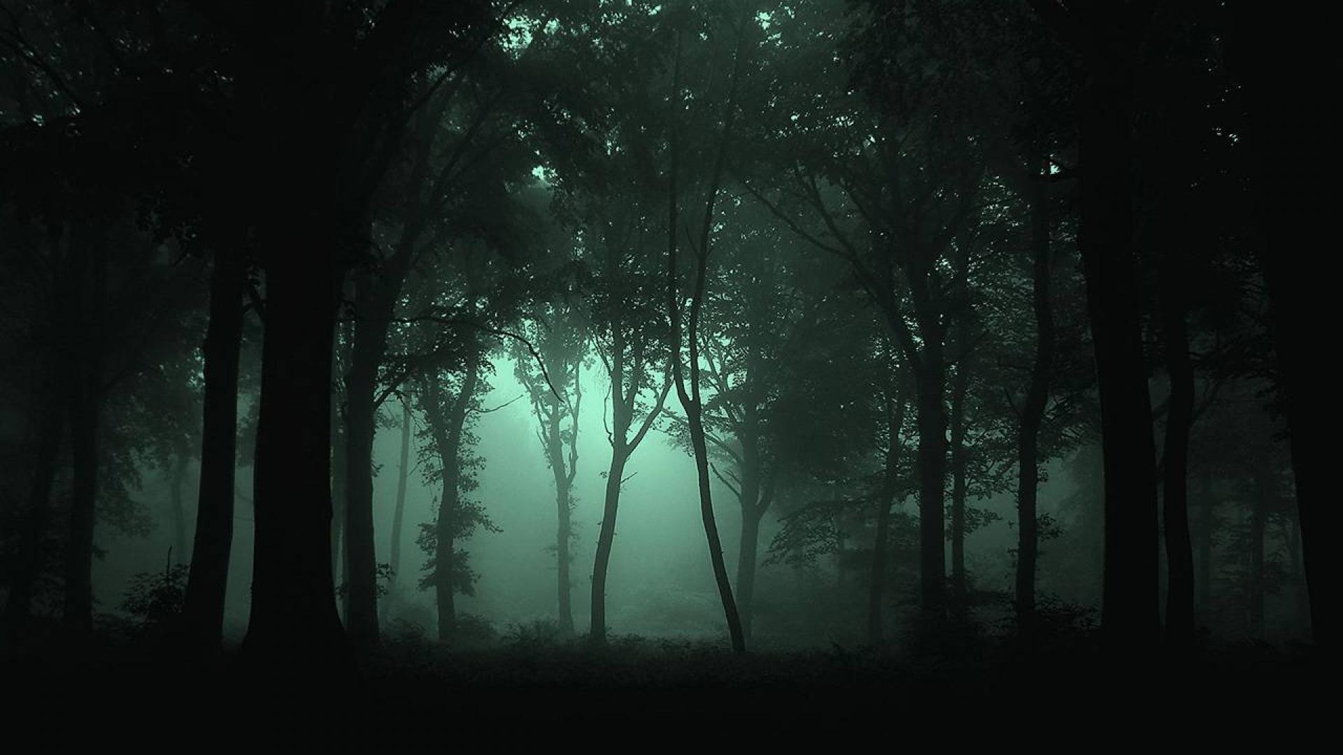 Dark Forest Wallpaper