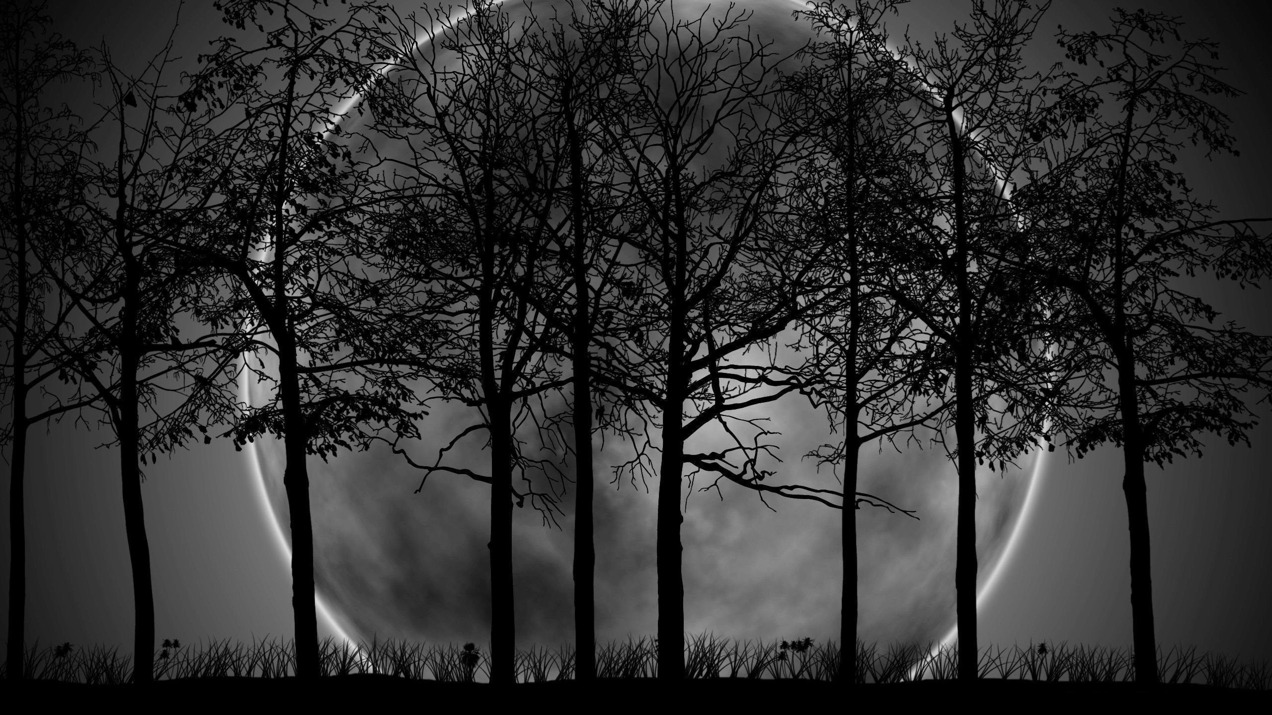 Dark Forest Background HD High Quality