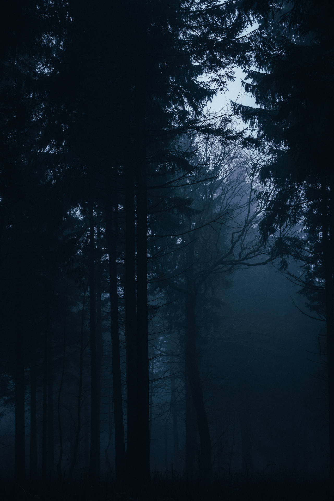 Download Dark Forest Partial Light Wallpaper