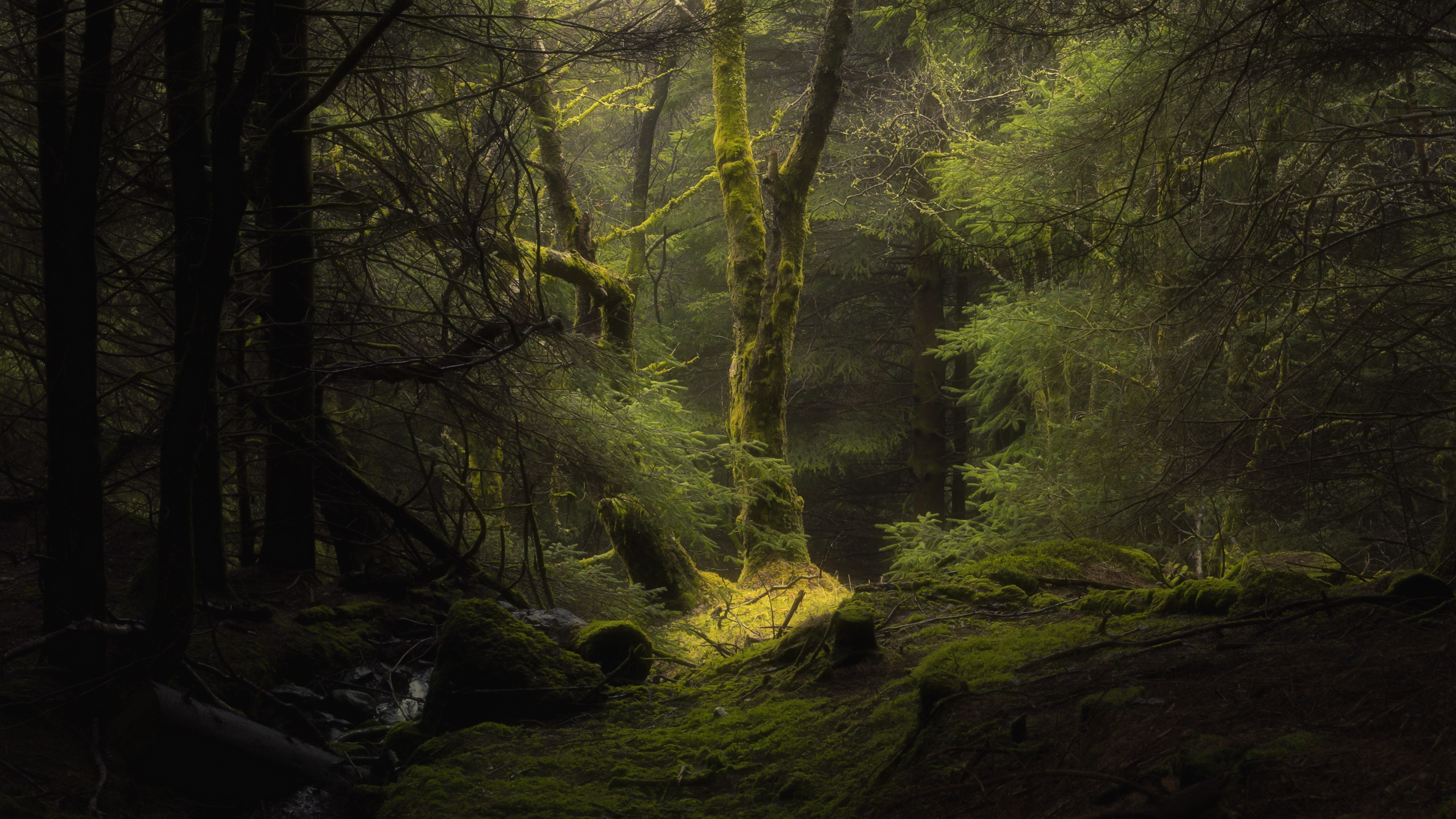 Wallpaper / nature, dark, forest, moss, deep forest, trees free download