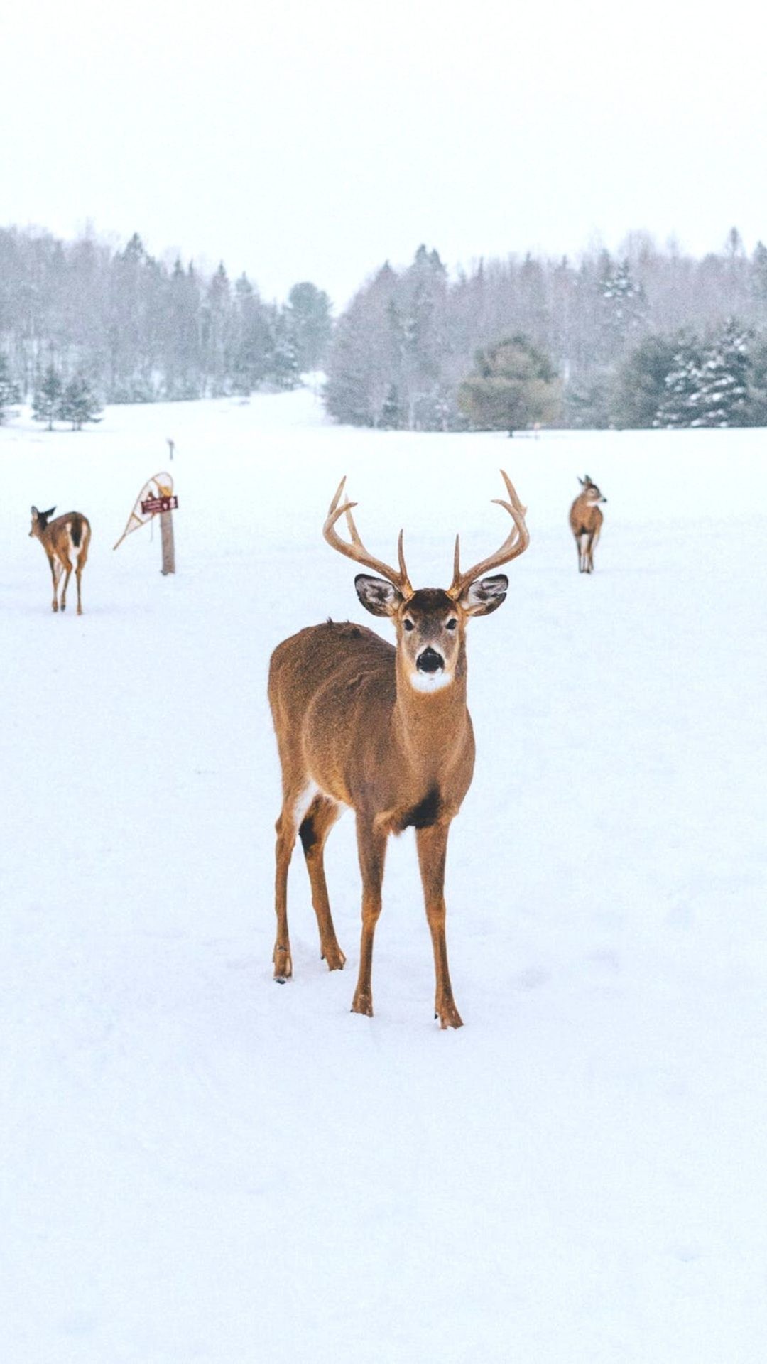 Free Beautiful Winter Wallpaper For iPhone That You'll Love