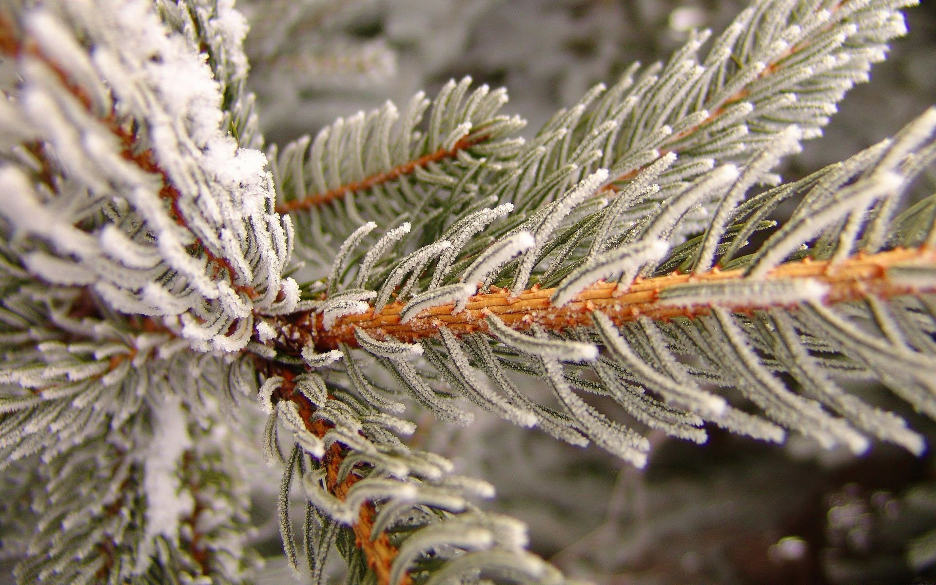 Spruce frost. Winter wallpaper, iPhone wallpaper winter, Winter desktop background