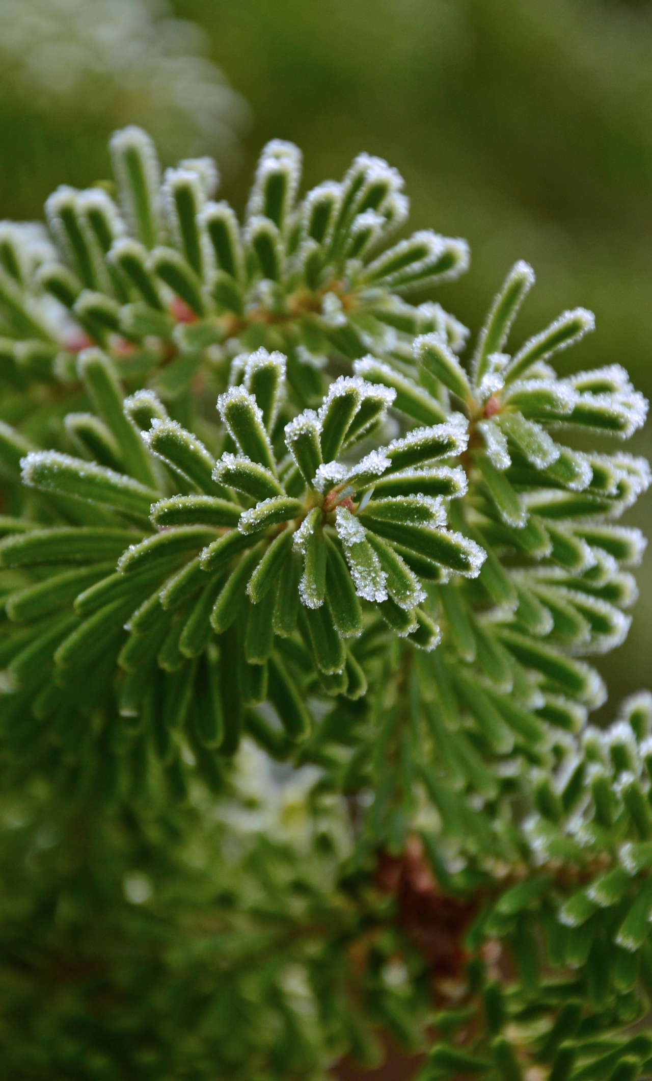 Download wallpaper 1280x2120 close up, leaves, winter, green, iphone 6 plus, 1280x2120 HD background, 17220