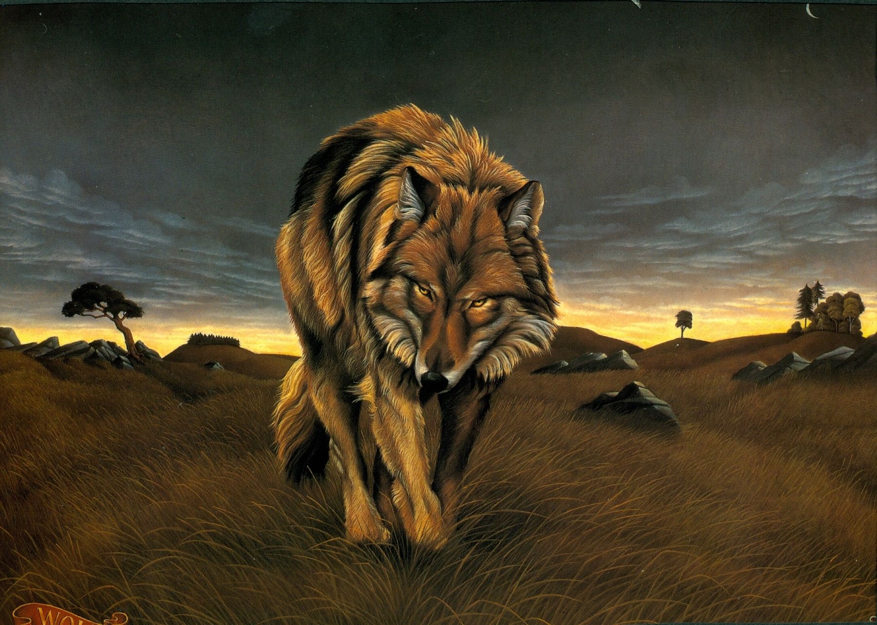 lone wolf. Wolves image The Lone Wolf HD wallpaper and background. Wolf image, Art, Beautiful wolves