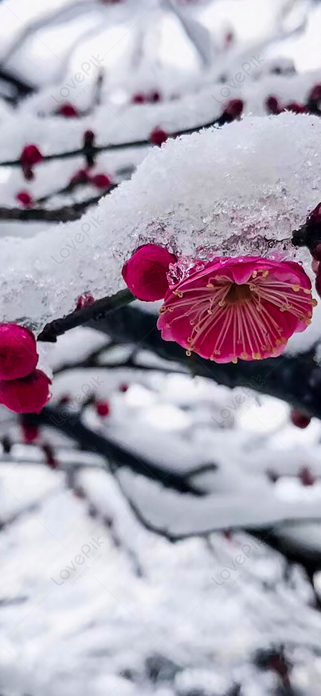 Snow Scene Plum Blossom Mobile Wallpaper Image Free Download