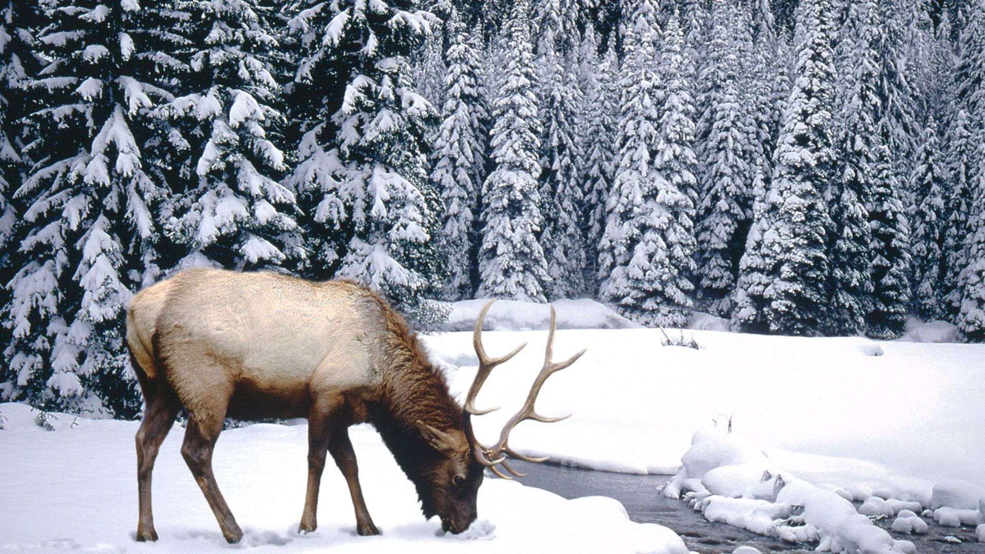 Desktop Wallpaper Elk Winter Animal, HD Image, Picture, Background, Lizuyx