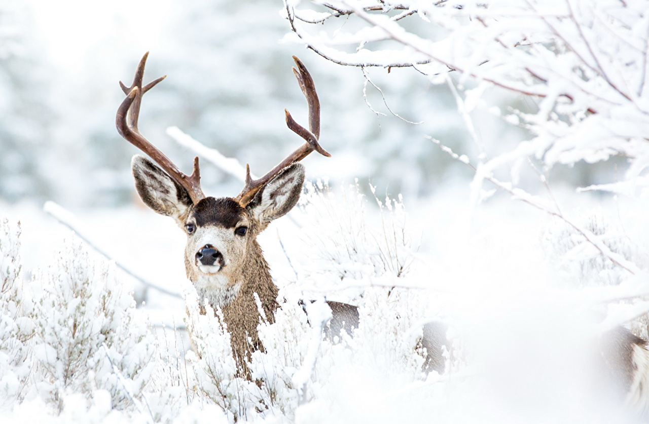 Picture Deer Horns Winter Snow Animals