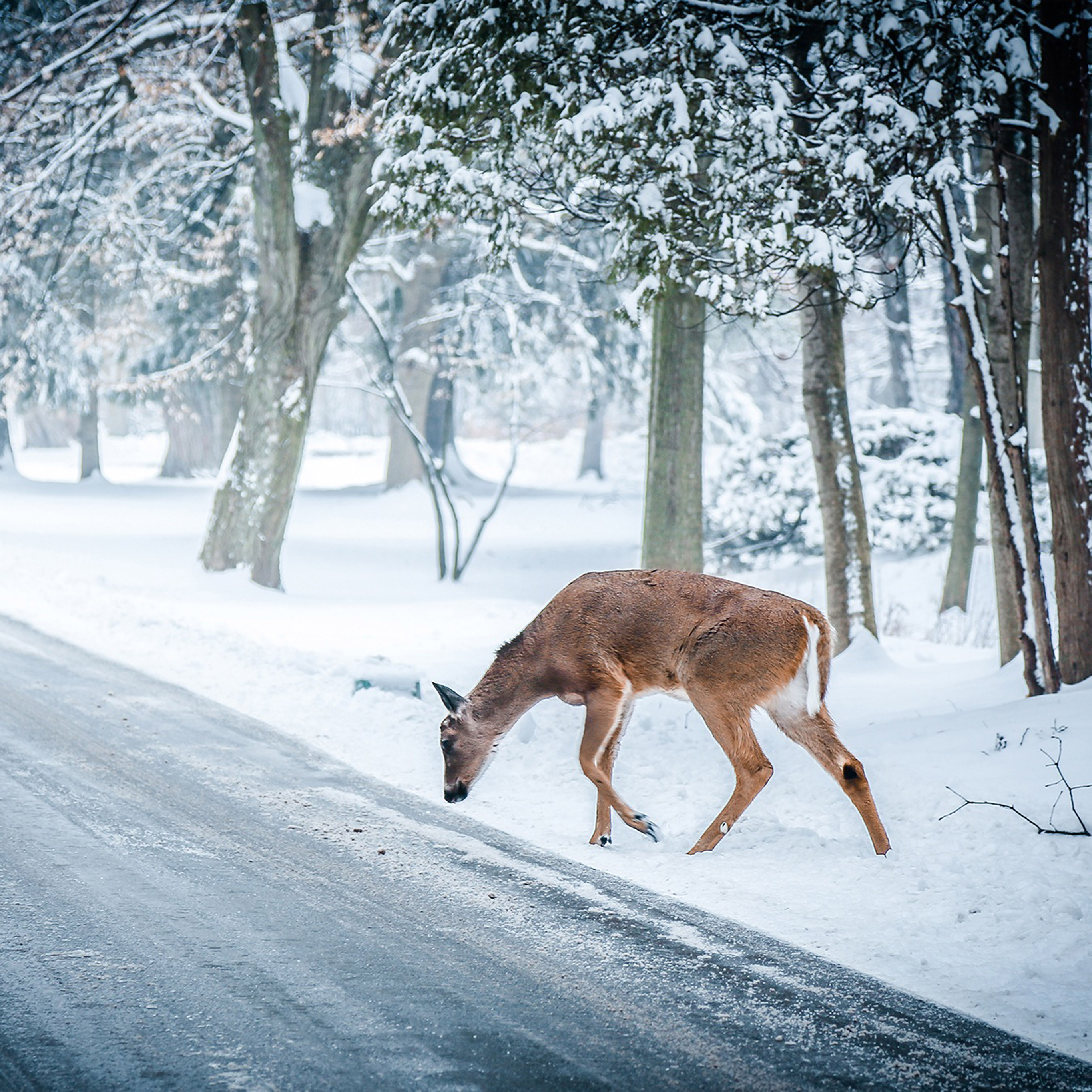 Christmas Deer Street Snow Winter Nature Animal Wallpaper