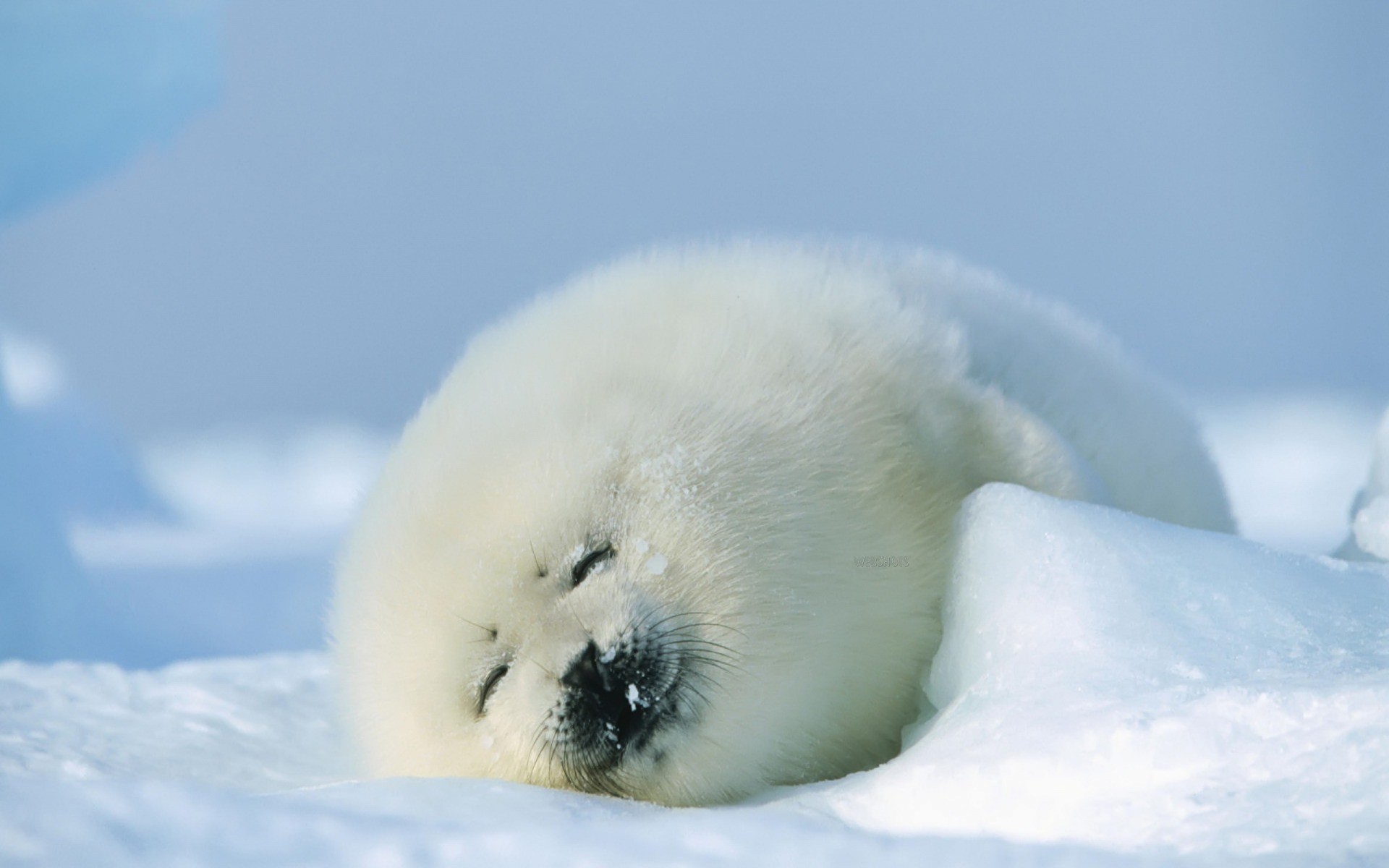 animals, seals Gallery HD Wallpaper