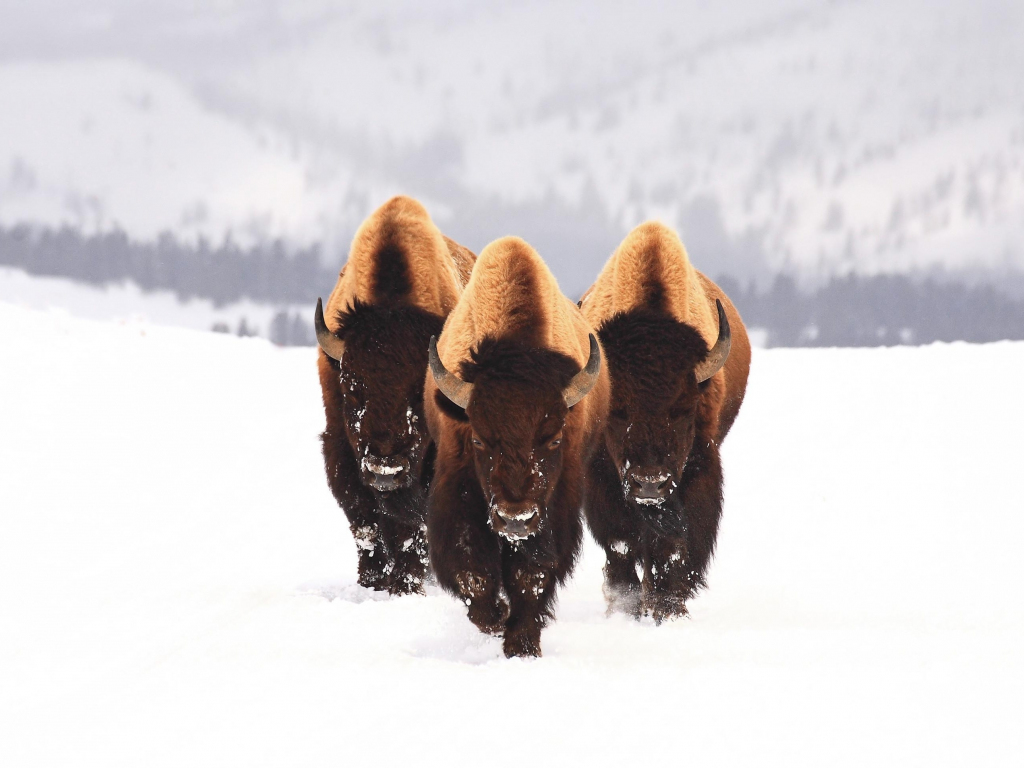 Wallpaper bison, animals, winter, furry animals desktop wallpaper, HD image, picture, background, 705389