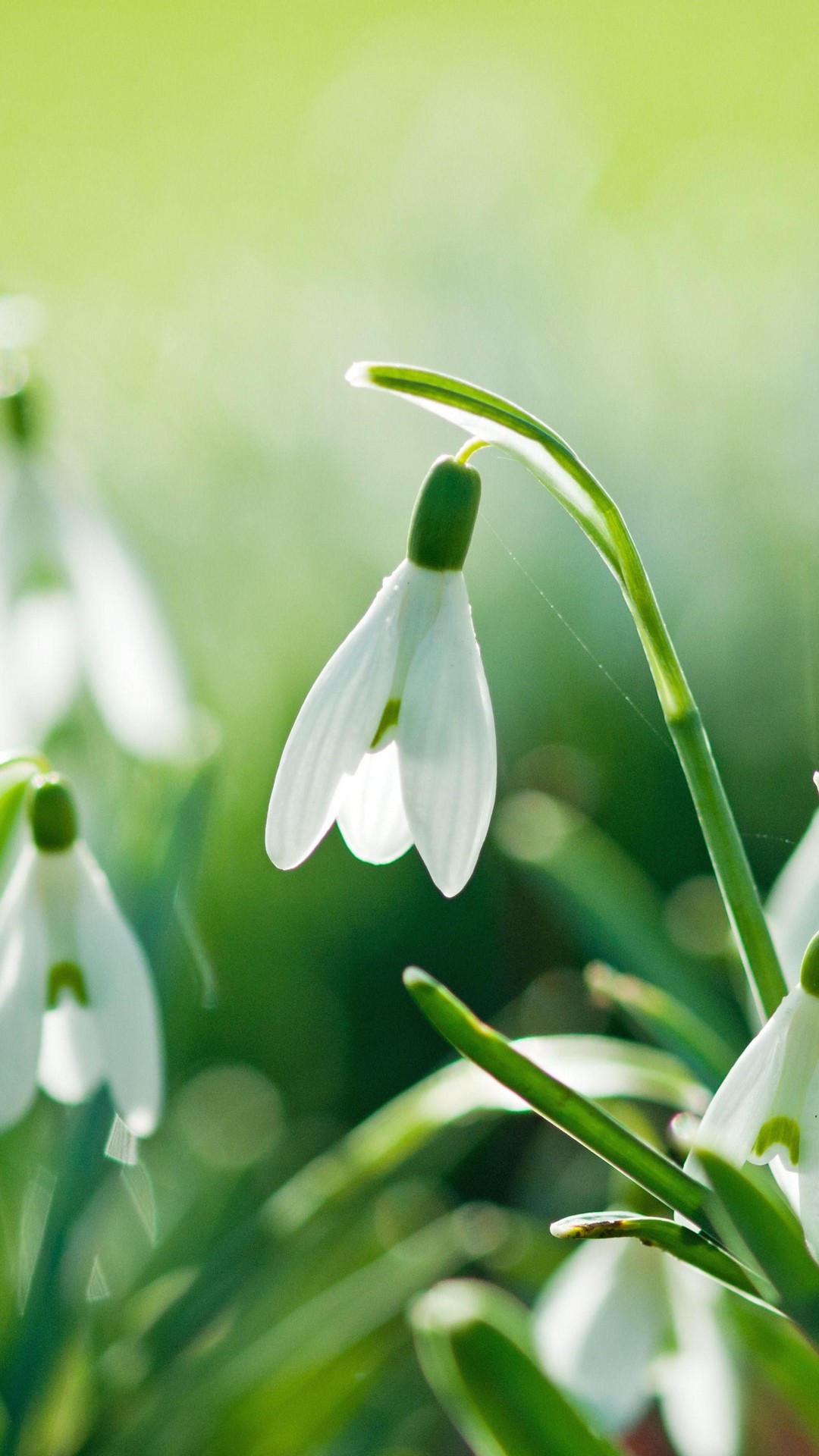 Phones Wallpaper Spring Phone Wallpaper HD