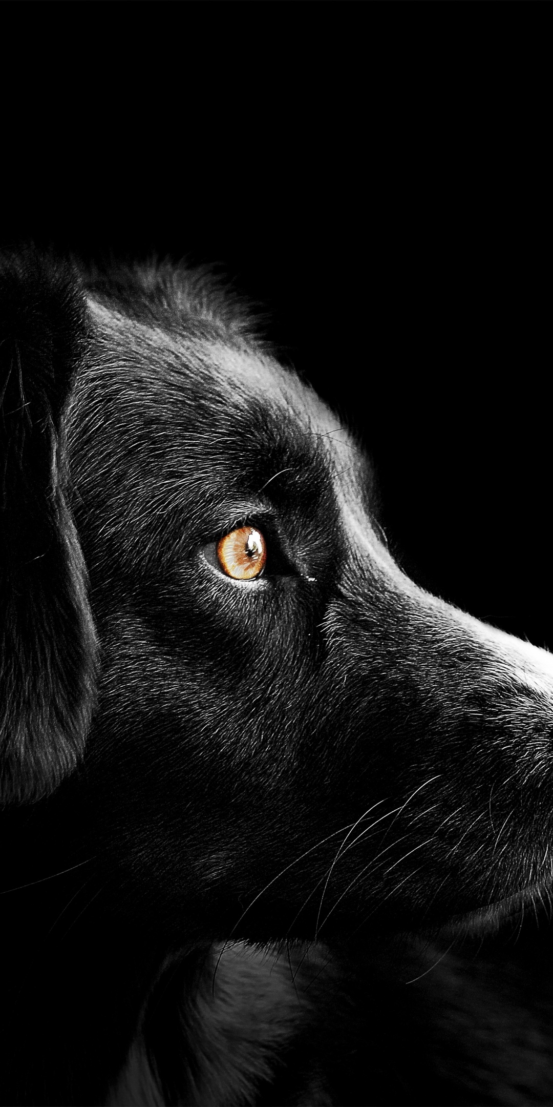 Black dog Wallpaper 4K, Cute puppies, Black background