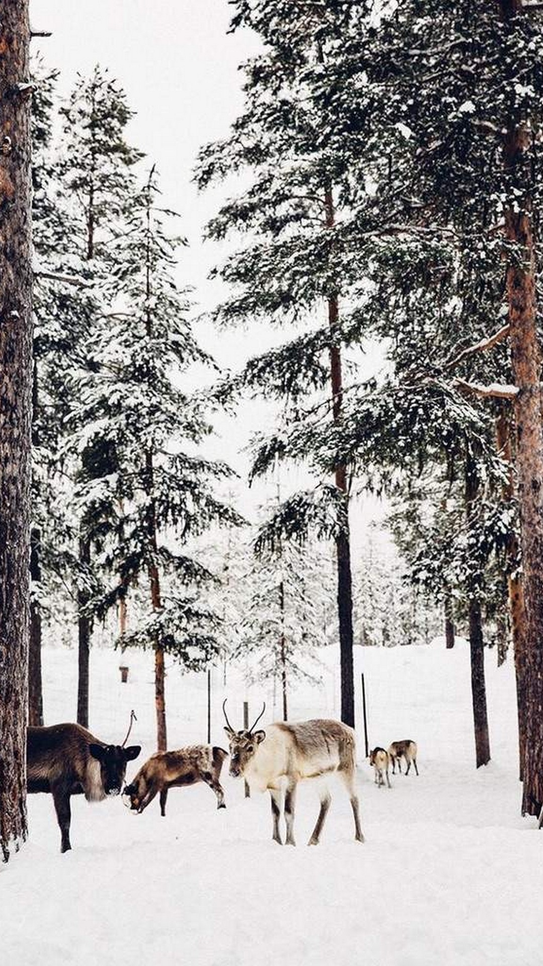 Winter Aesthetic Wallpaper For Phone HD Phone Wallpaper HD