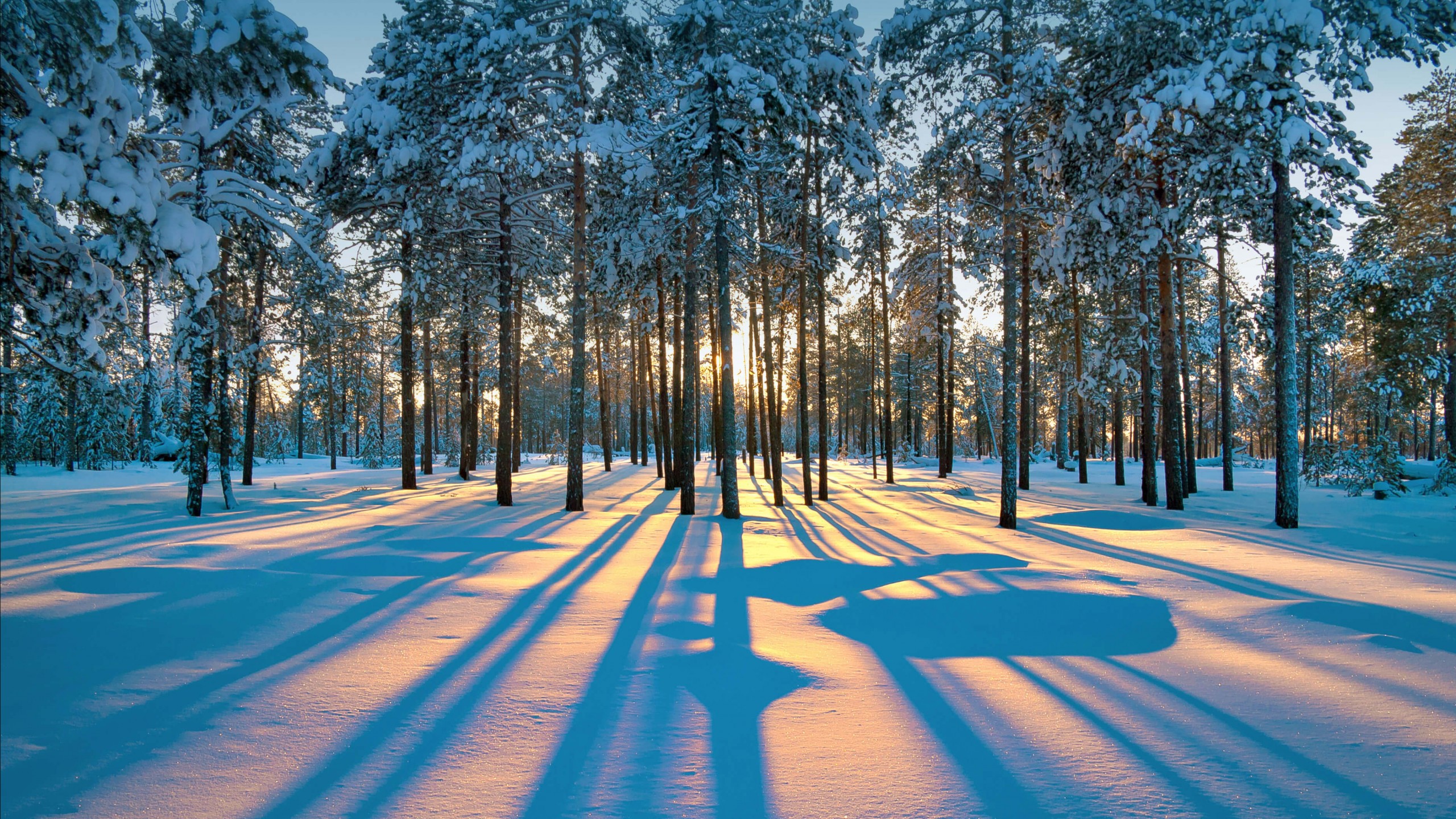 Wallpaper winter, forest, snow, trees, sunset, 4K, Nature