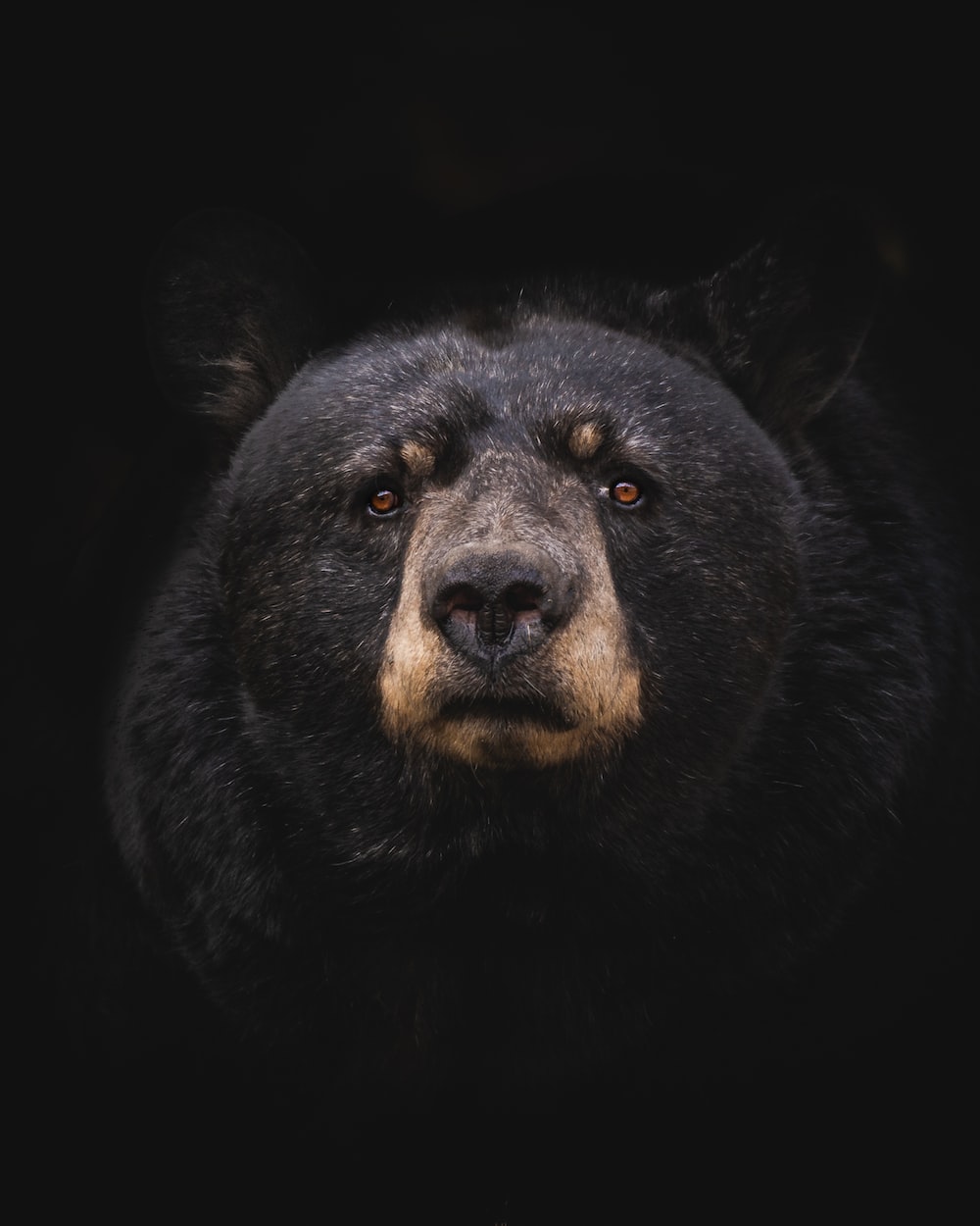 Creepy Bear Wallpapers - Wallpaper Cave