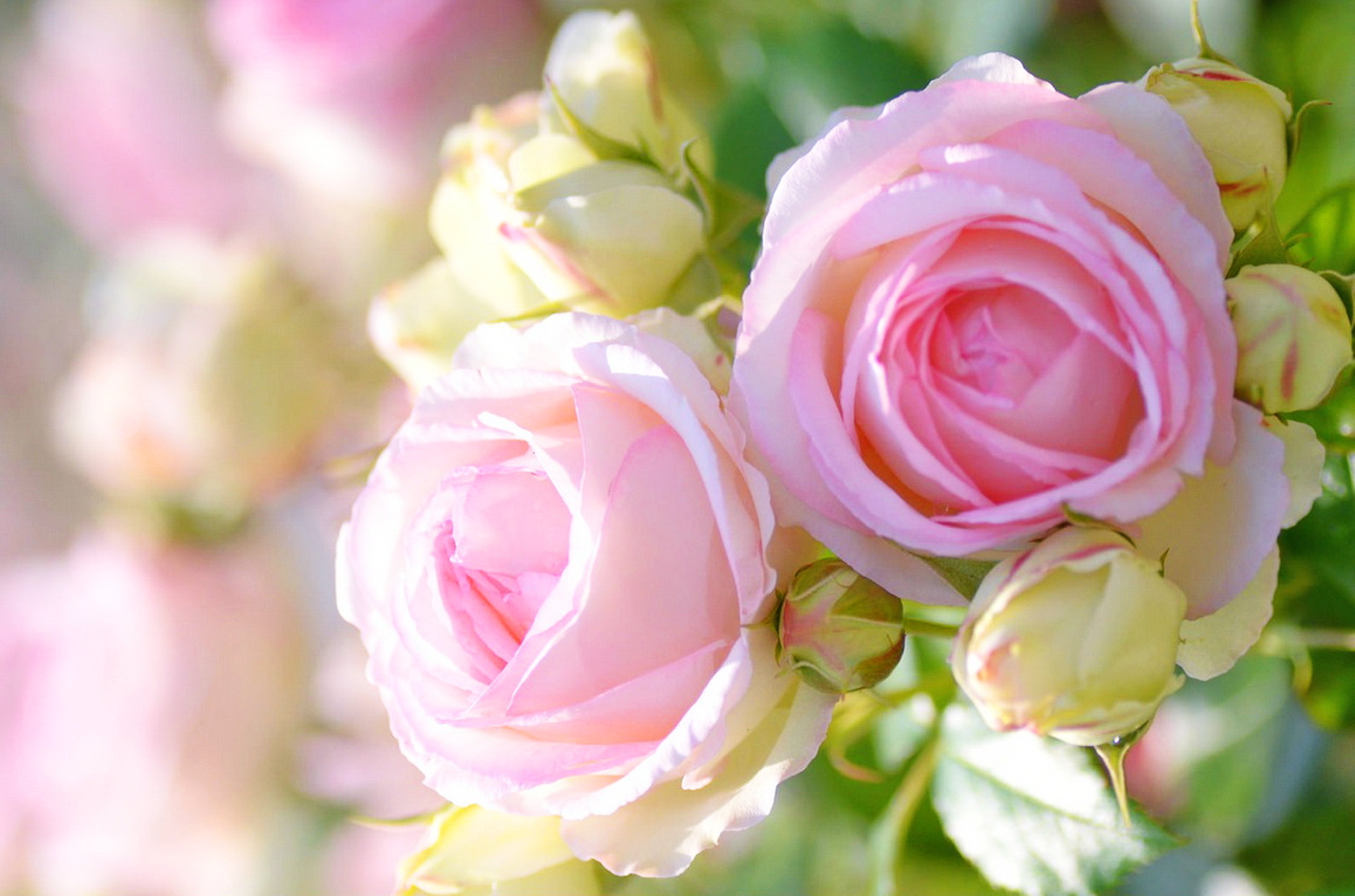 Чудесная милая замечательная. Нежные розы. Розовые розы. Бледно розовые розы.