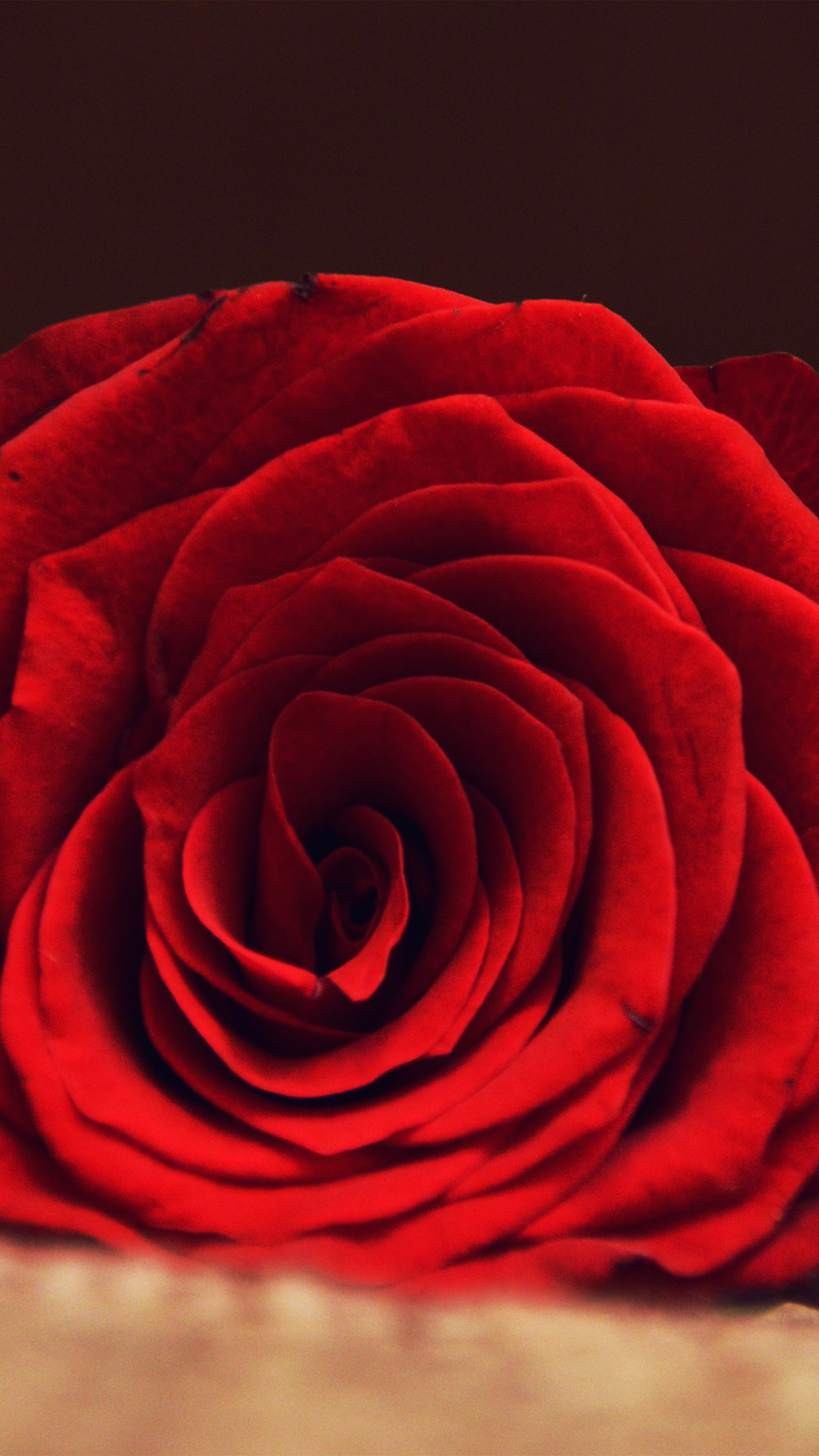 iPhone X wallpaper. rose flower red spring love hot