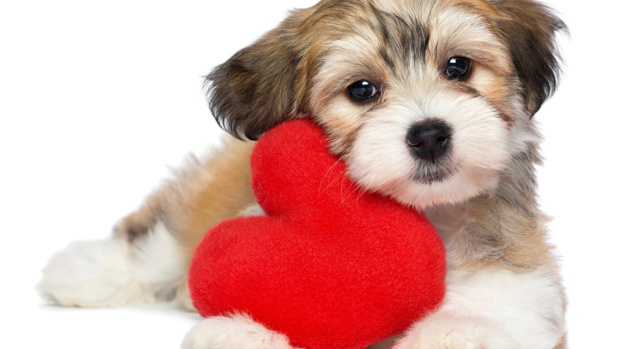 Free pet photo for Valentine's Day