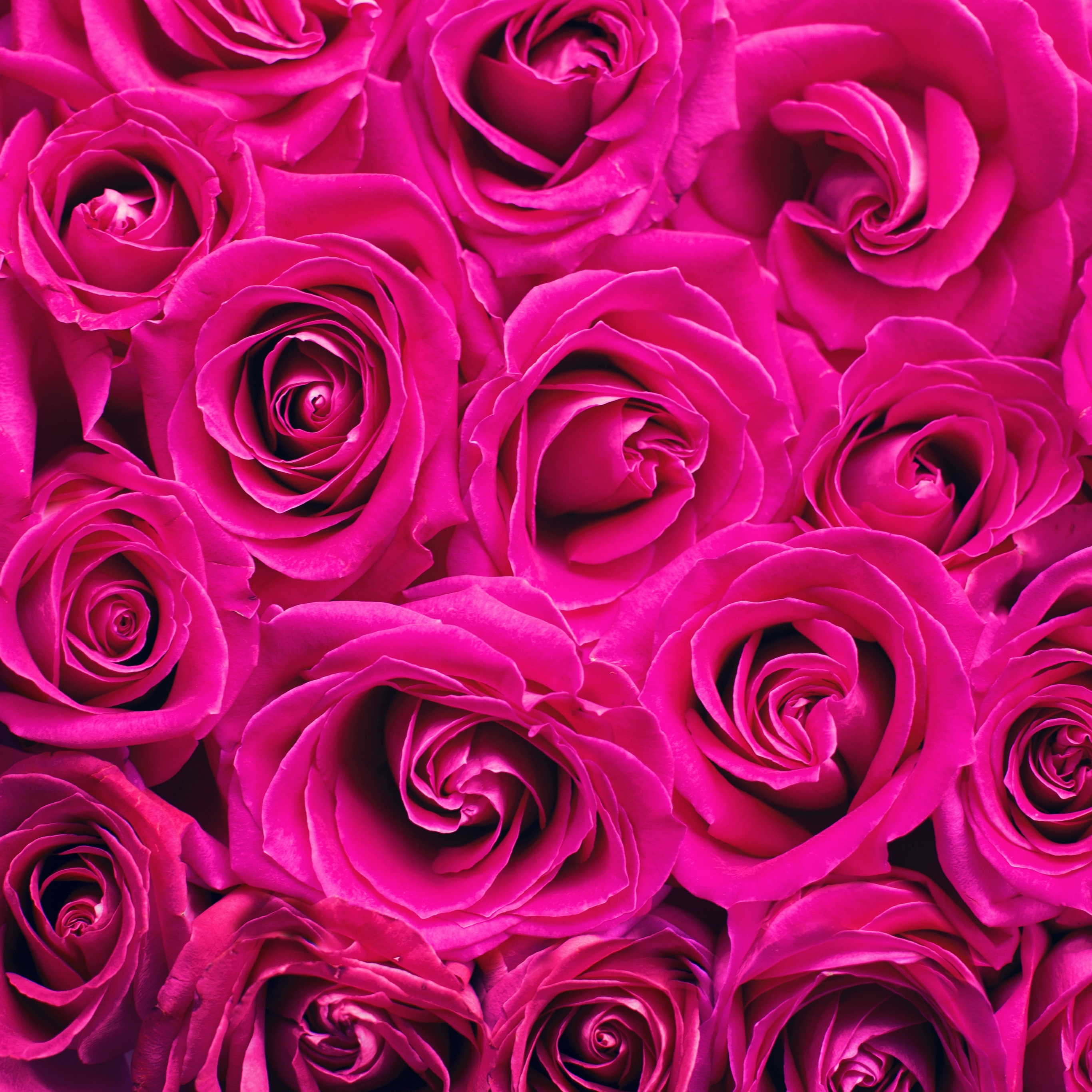 Pink Roses Wallpaper 4K, Floral Background, Flowers