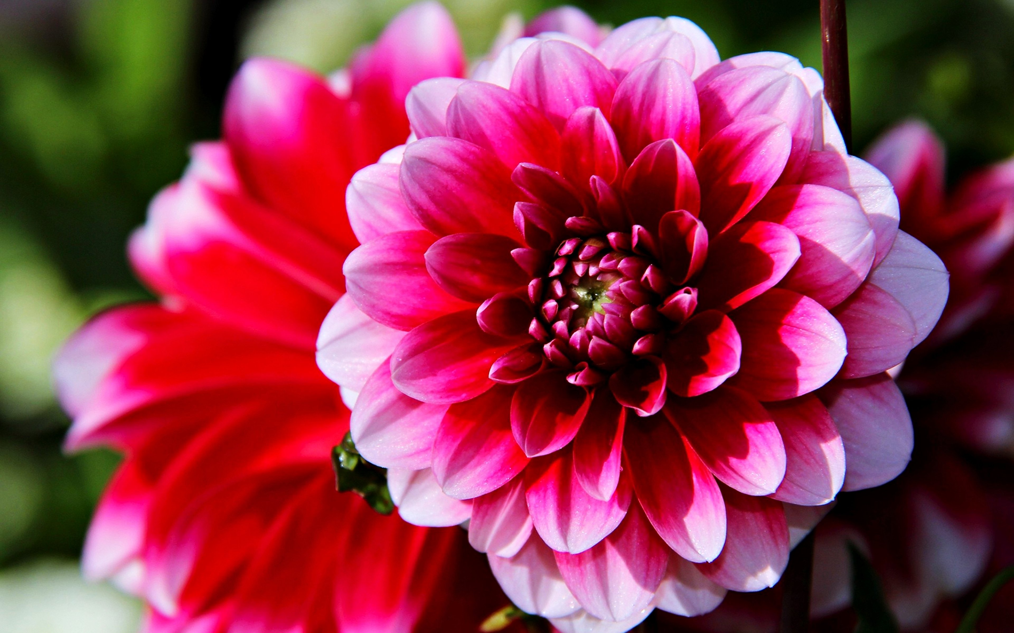 earth, Flower, Garden, Rose, Spring, Nature, Landscape Wallpaper HD / Desktop and Mobile Background