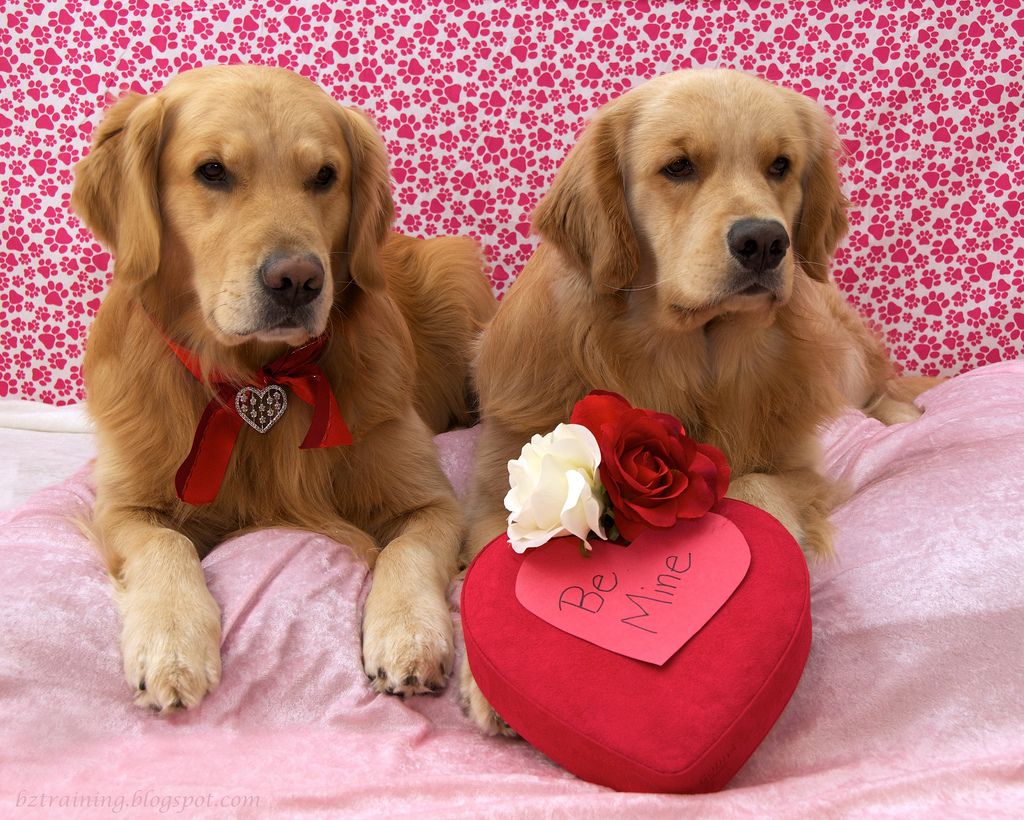 Golden Retriever Valentines Day Puppy Dog Dogs Puppies. Golden retriever, Golden retriever valentine, Retriever