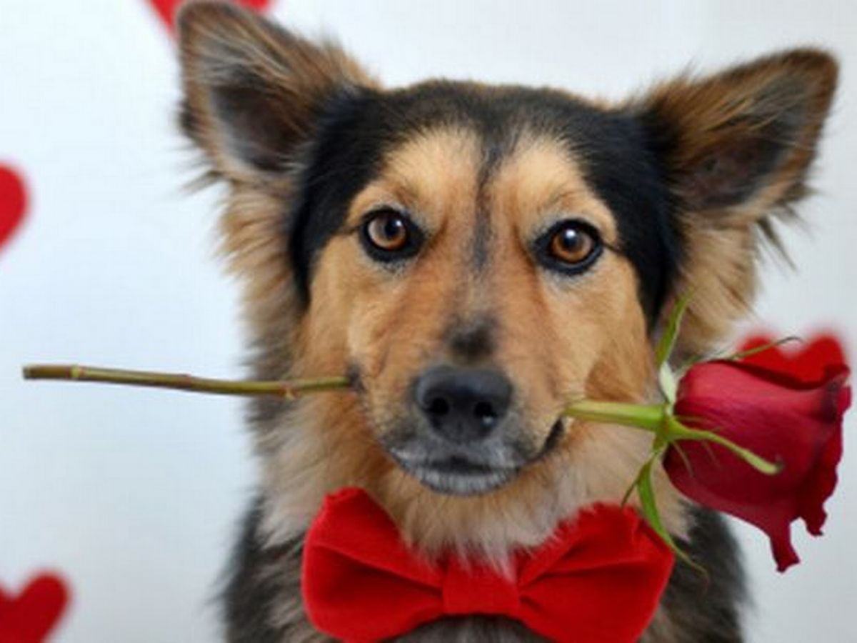 Dublin pub hosting Valentine's Day ball for dogs to find love