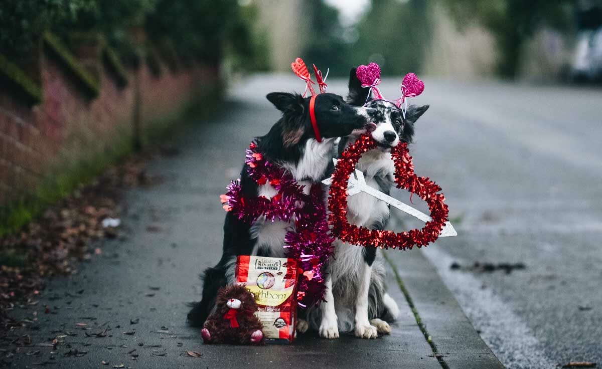 Valentine's Day Ideas for Pets. Earthborn Holistic Pet Food
