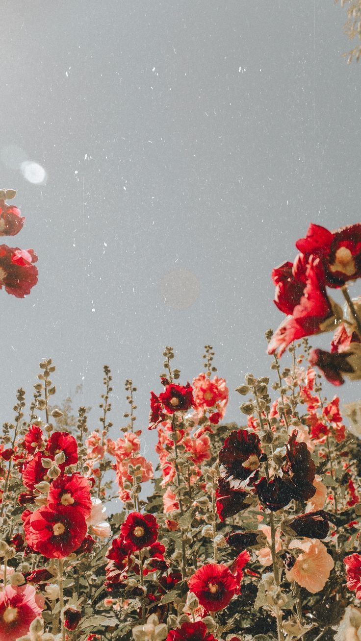 red flowers #love. Flower wallpaper, Flower aesthetic, Aesthetic iphone wallpaper