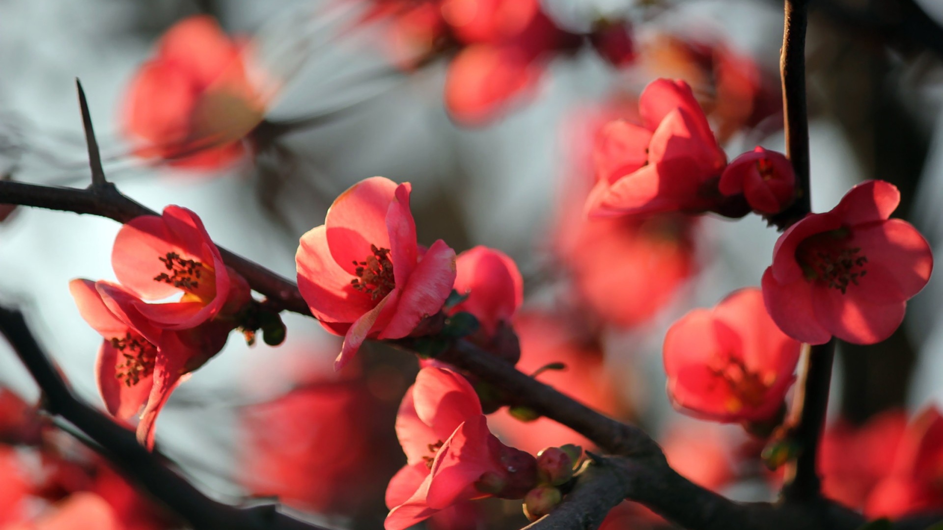 Red Spring Flowers Wallpapers - Wallpaper Cave